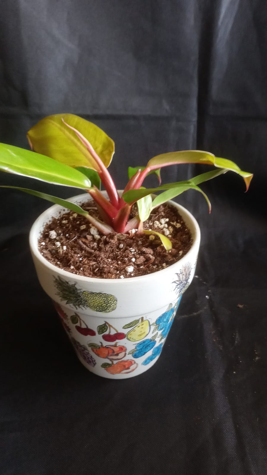 Miracle-Gro Indoor Potting Mix for All Plants, 6 qt., 2-Pack customer photo 2