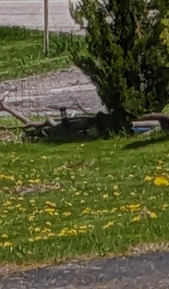 The Andersons Professional Surge Weed and Feed 16-0-9 Post-Emergent Weed Control and Fertilizer - Covers up to 16,000 sq ft (40 lb) customer photo 1