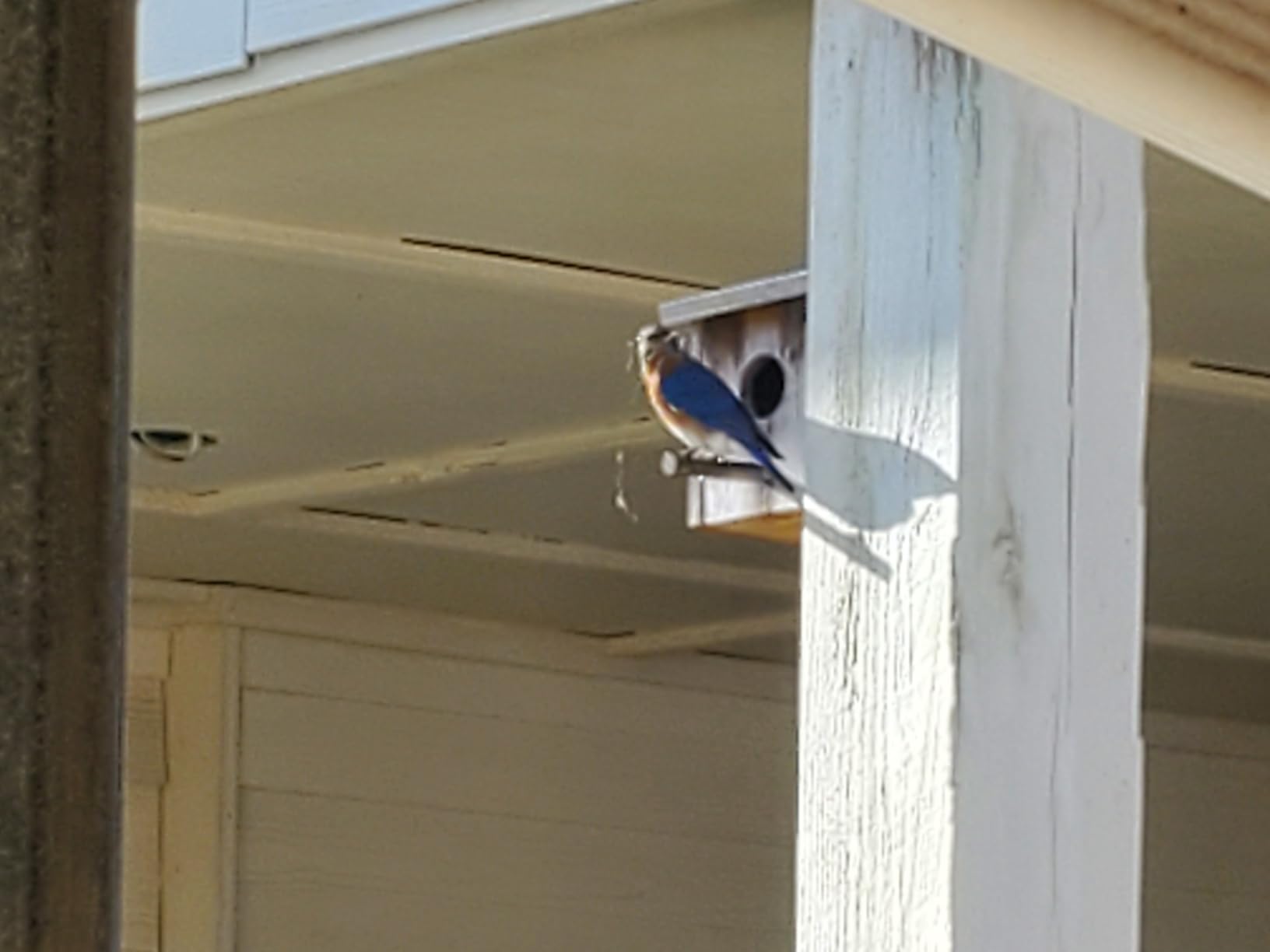 NATUREYLWL Wooden Birdhouse with Lift-Up Front Cleaning Door customer photo 1