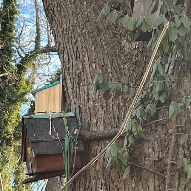 NATUREYLWL Wooden Birdhouse with Lift-Up Front Cleaning Door customer photo 2