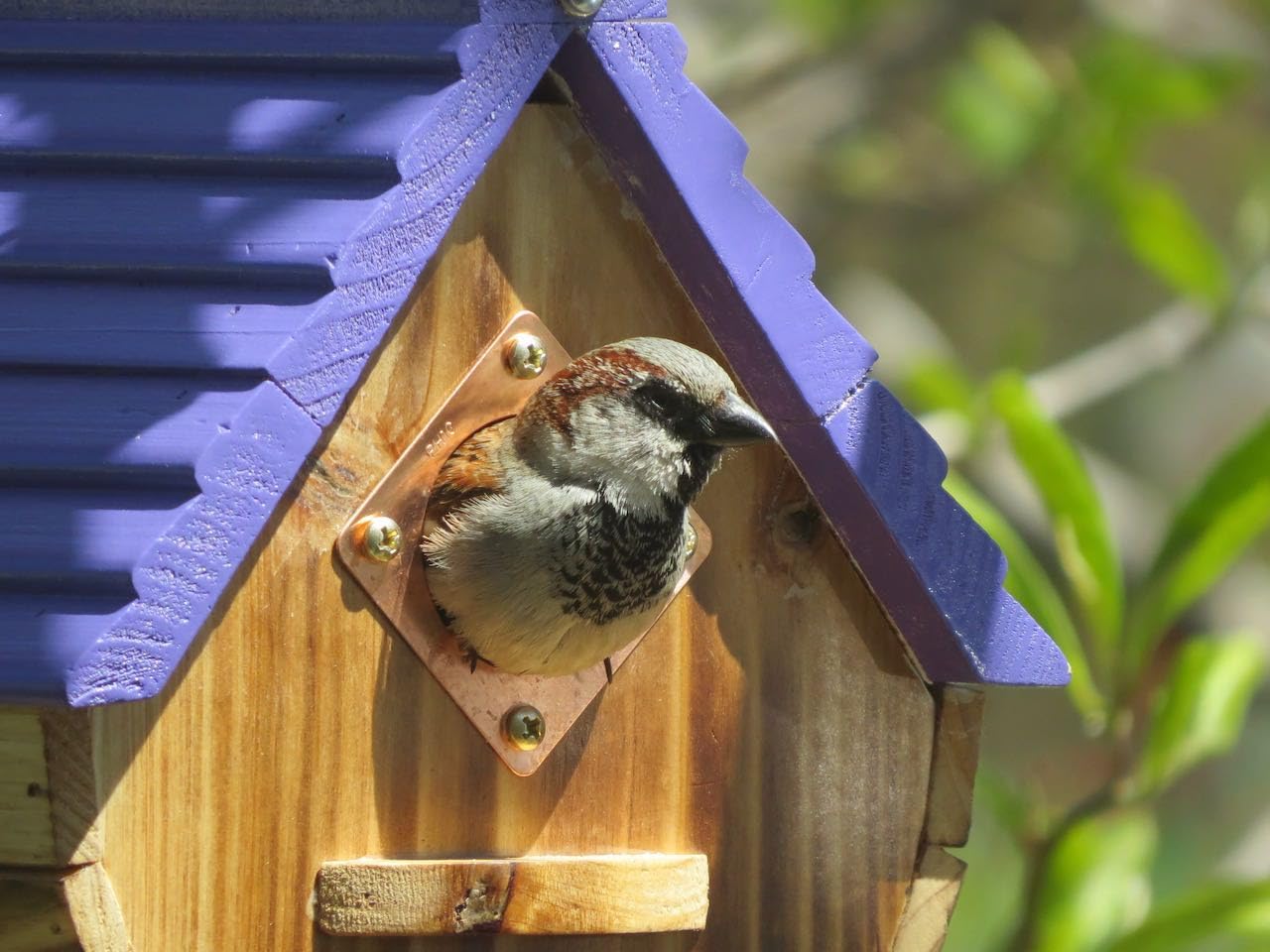 Bird House for Outside,Wood Birdhouses Outdoor, Wooden Bird House Bluebird Finch Cardinals Hanging Birdhouse for Garden Viewing customer photo 2