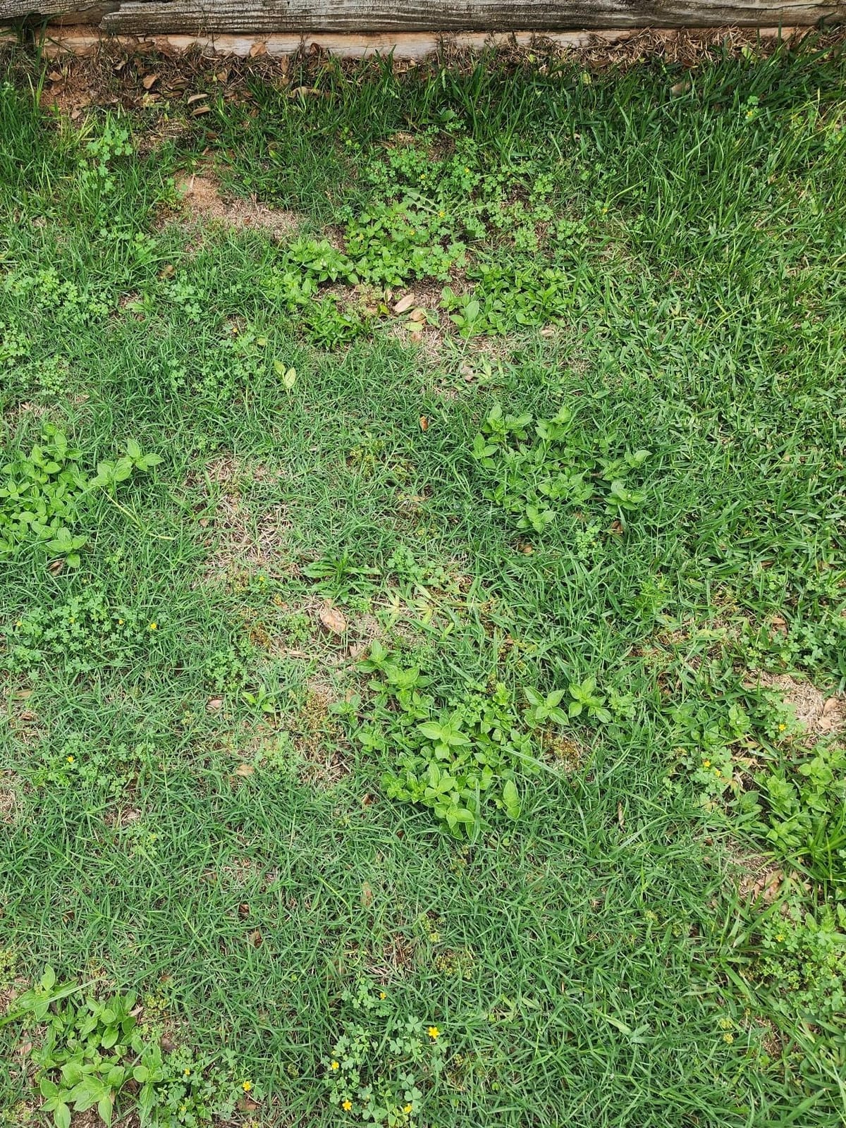 Scotts Turf Builder Triple Action1, 11.31 lb. customer photo 1