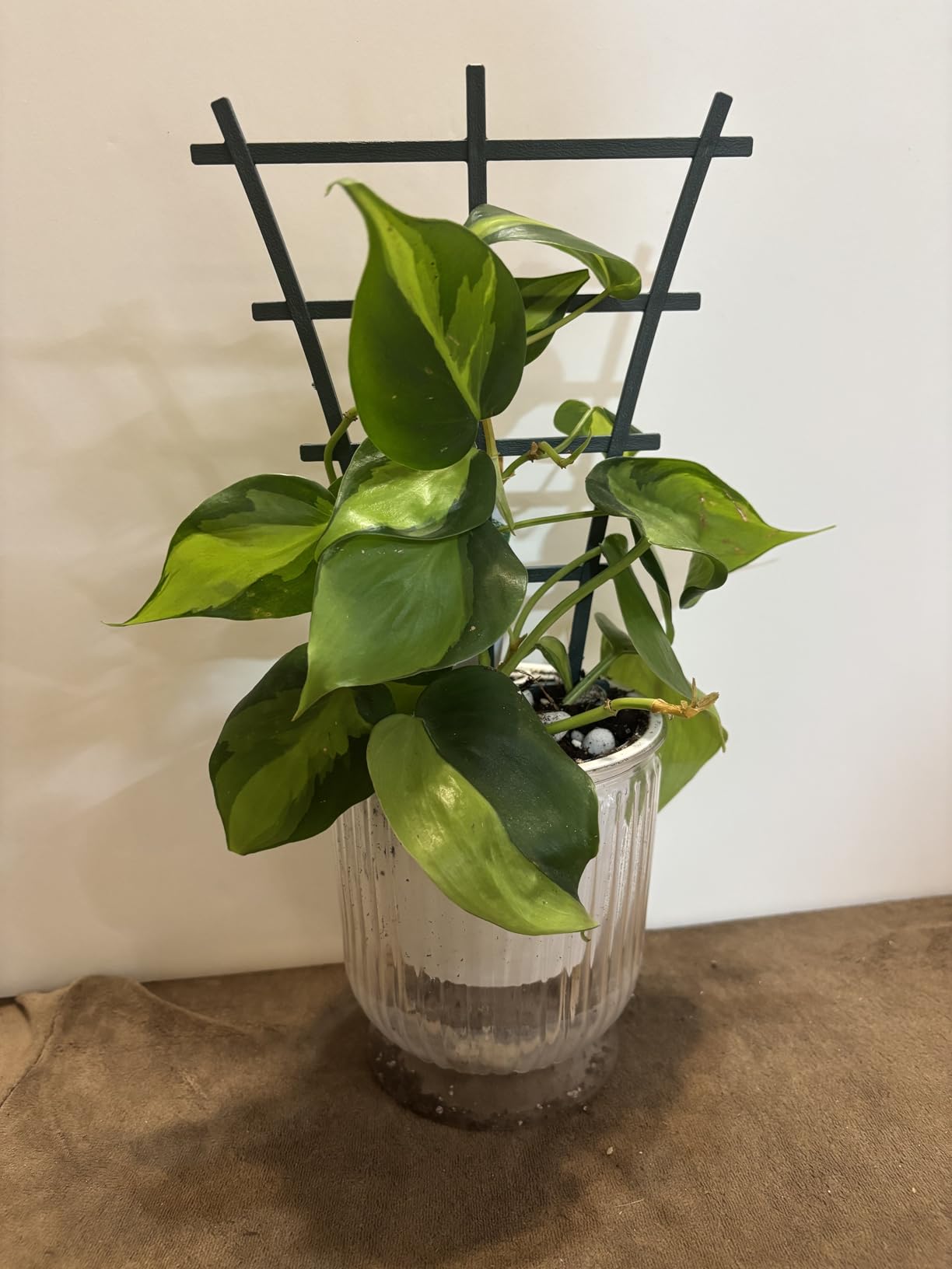 Feitore 6Pcs Indoor Plant Trellis for Climbing Plants Outdoor, Stackable customer photo 1
