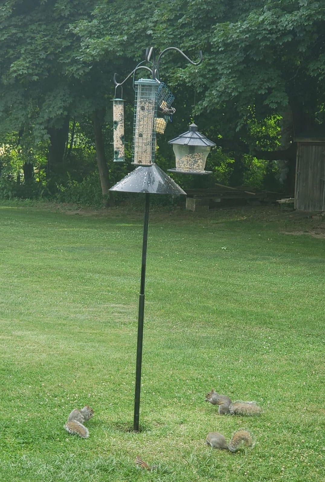 Queension Squirrel Proof Baffle, 19-inch Wide Squirrel Guard Stopper for Outdoor Bird Feeder Poles or Outside Shepherd Hooks, Save Bird Houses from Squirrels, Raccoons, and Rodents, Black, 1 Pack… customer photo 1