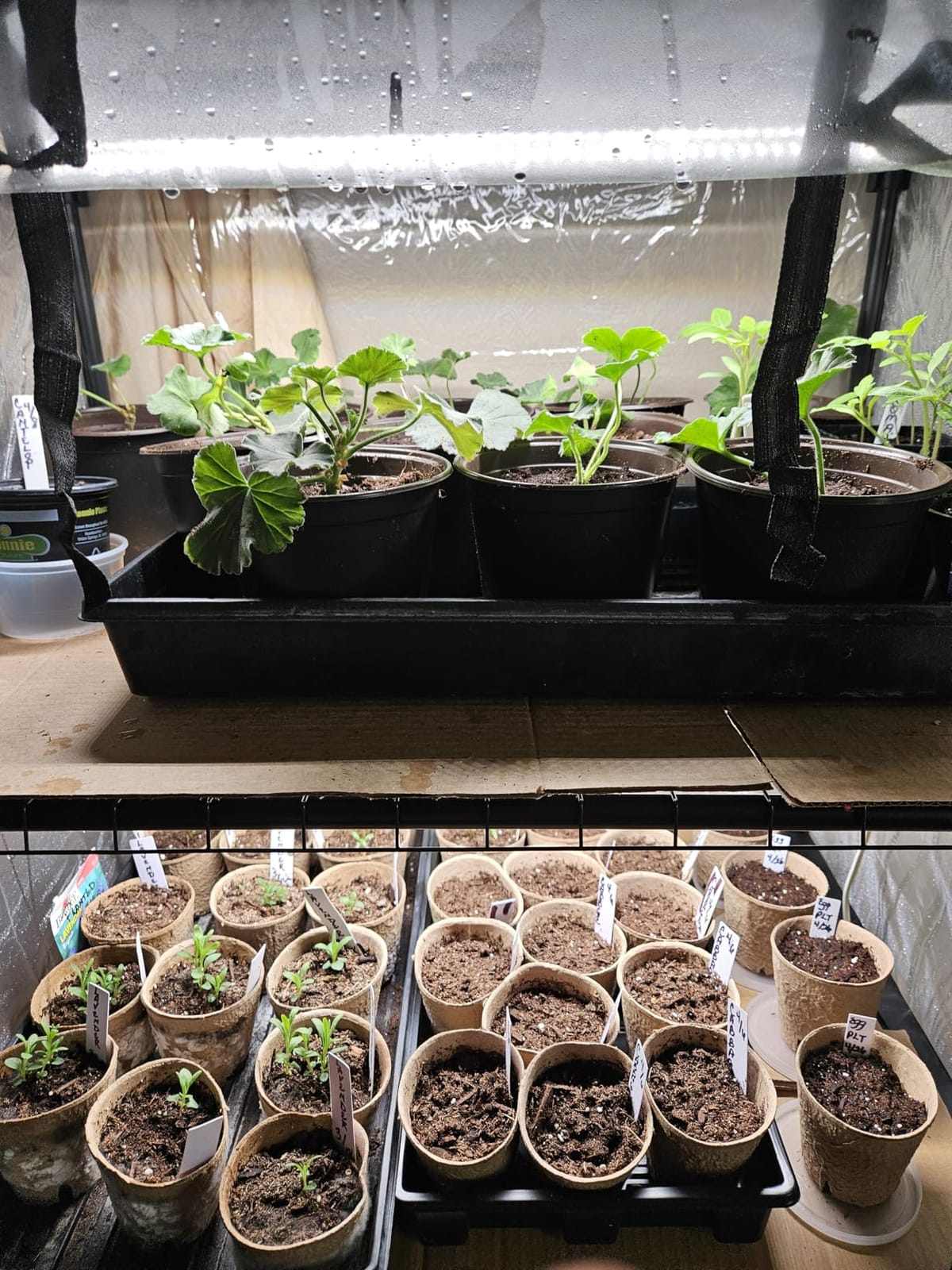 Bstrip Indoor Greenhouse with Grow Light, 4-Tier Mini Greenhouse Indoor customer photo 2