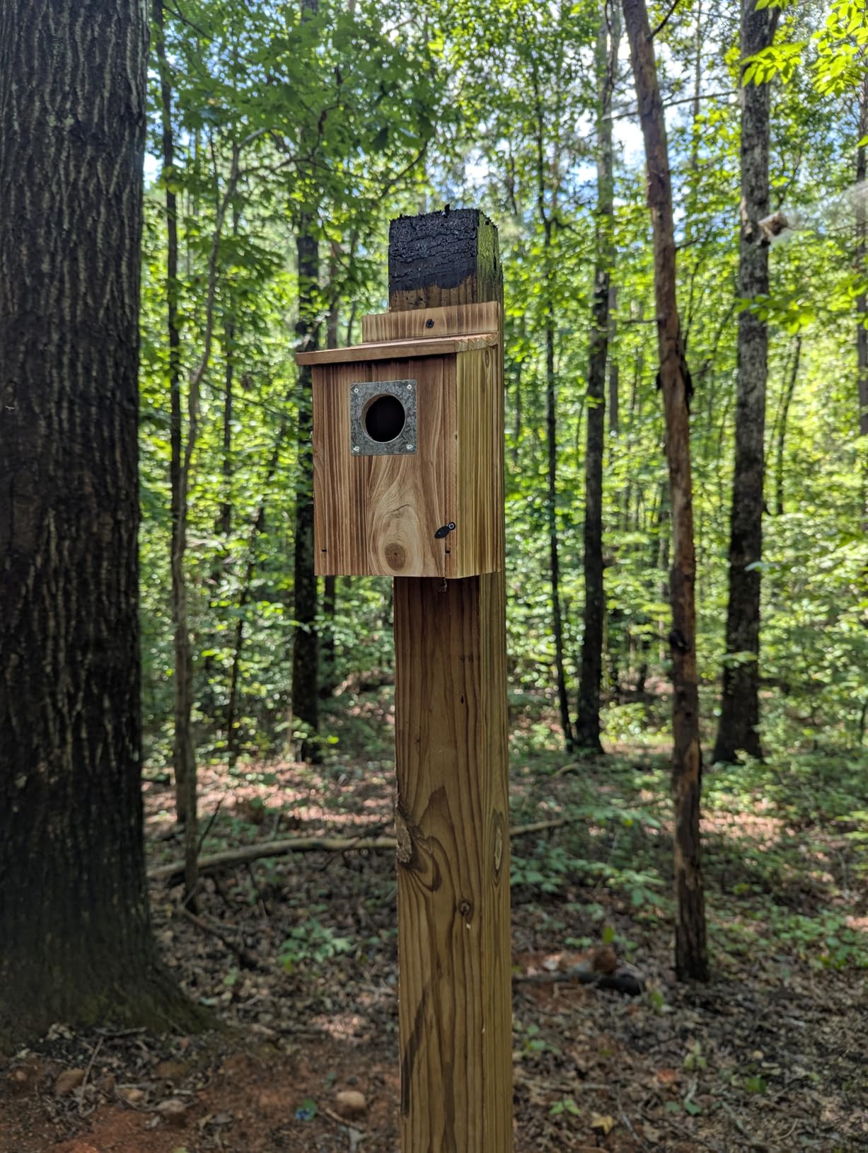 UUMENHA Bird Houses for Outside with Metal Predator Guard customer photo 1