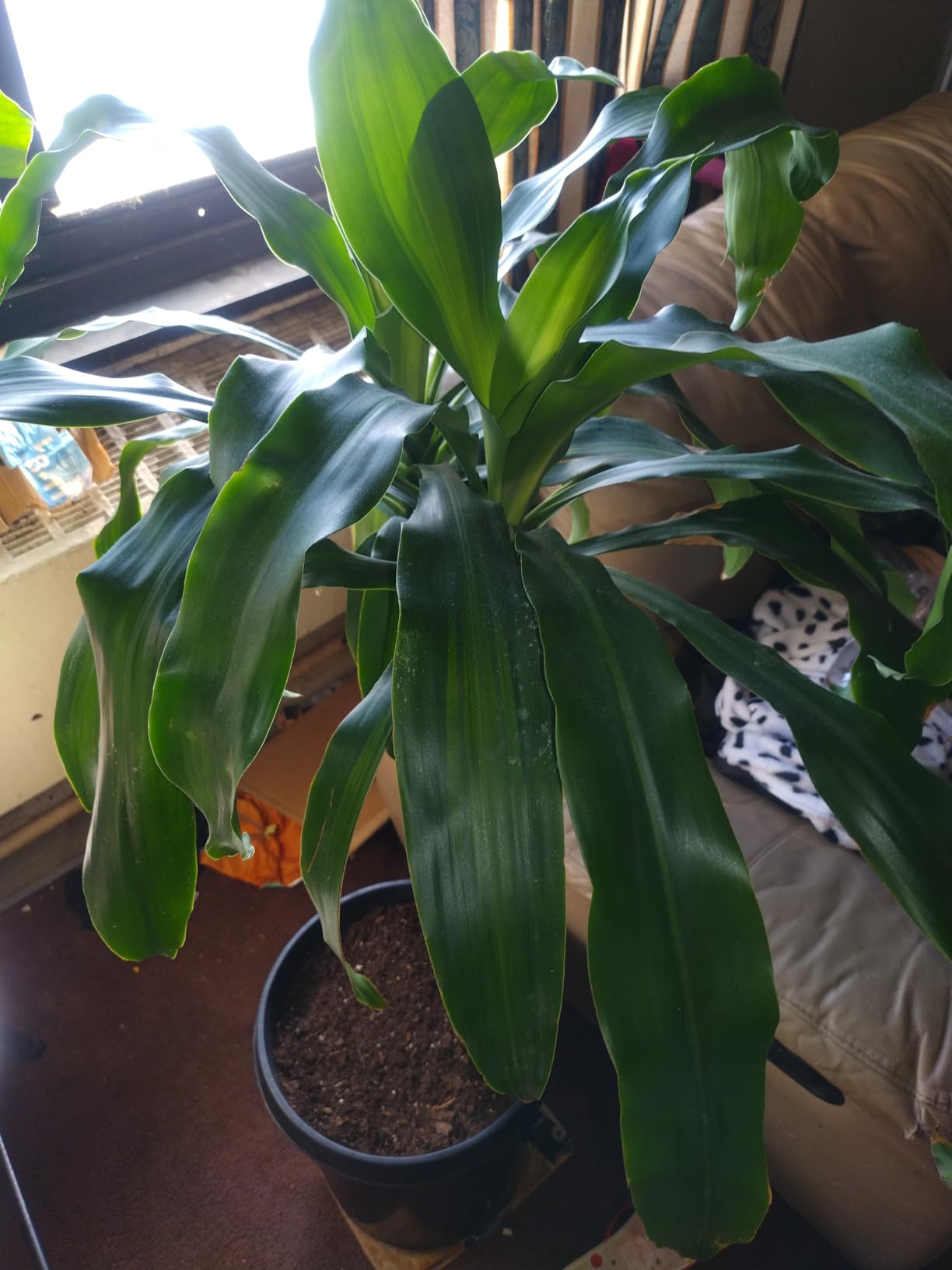 Back to the Roots 100% Organic Indoor Potting Mix (6 Quart), Promotes Healthy Houseplant Growth, Made in The USA customer photo 2