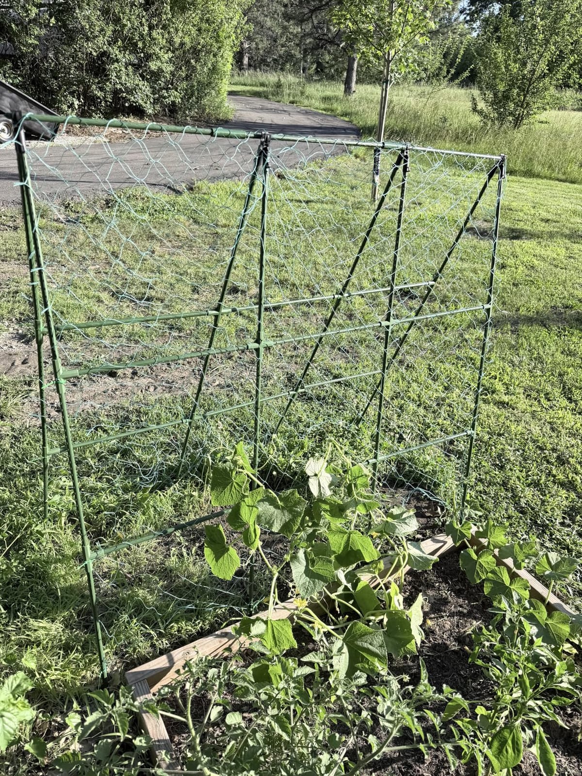 Cucumber Trellis for Raised Beds, 45 x 53 Inch Adjustable Size A-Frame Garden Trellis for Climbing Plant Outdoors with Climbing Net and Plant Support Clip for Vegetable Grape Tomato Bean Pea customer photo 1