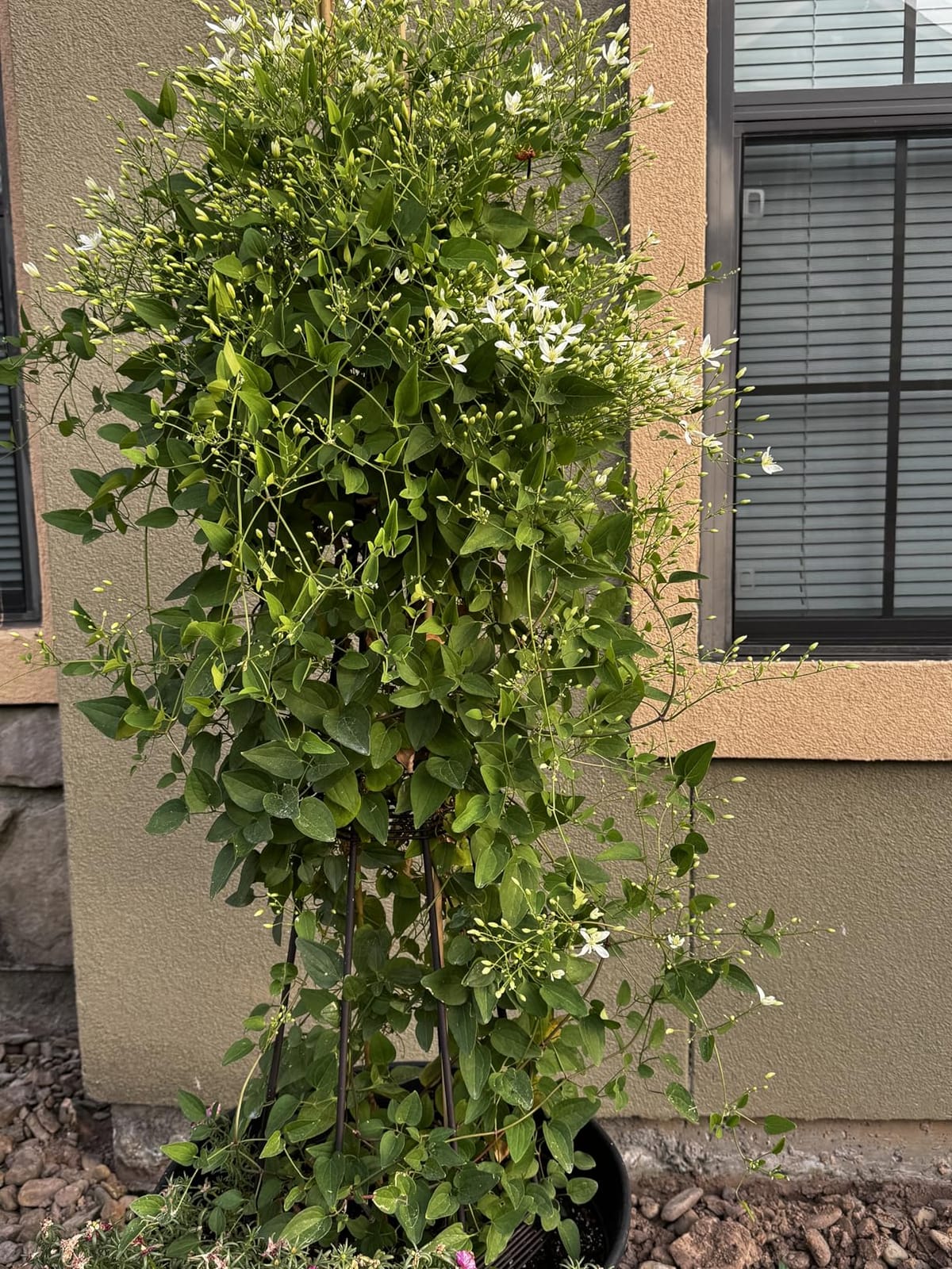 Evergreen 5 ft Garden Trellis for Climbing Plants Vines, Jasmine & Flowers, Rustproof Metal Obelisk Trellises, Outdoor & Indoor Plant Support for Potted Planters (Antique Copper) customer photo 1