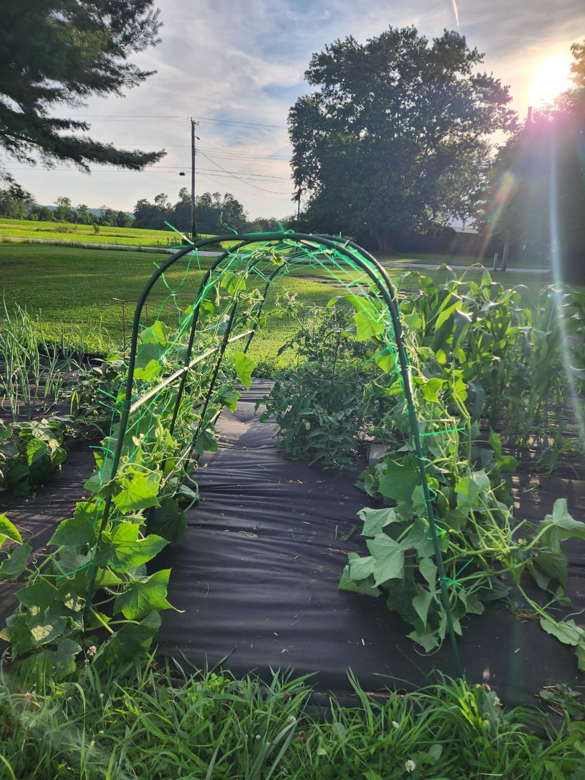 Cucumber Trellis for Raised Bed,U-Shape Garden Trellis for Climbing Plants Outdoor, Metal Arch Vegetables Trellis, Plant Support for Vine (Green, 47.2x47.2 X21.6) customer photo 2