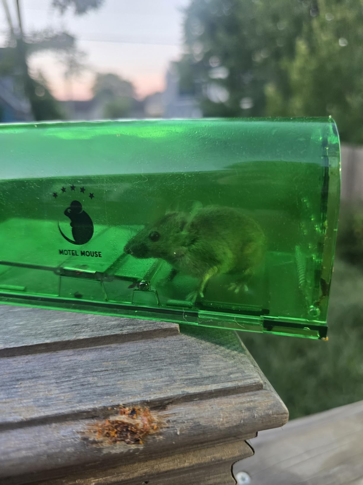 Motel Mouse Humane No Kill Mouse Traps Live Catch & Release - 4 Pack customer photo 1