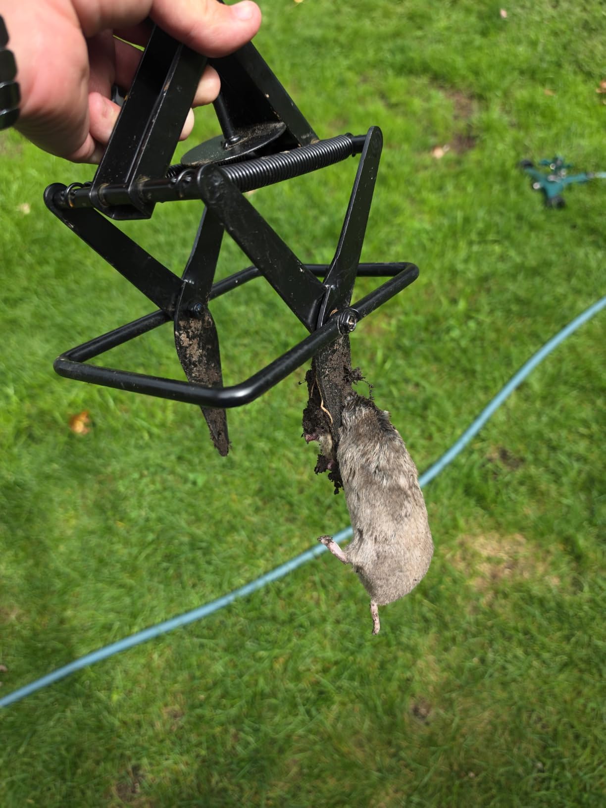 Mole Traps 2 Pack, Scissor Mole Trap that Kill Best for Lawns Ground，Black customer photo 2
