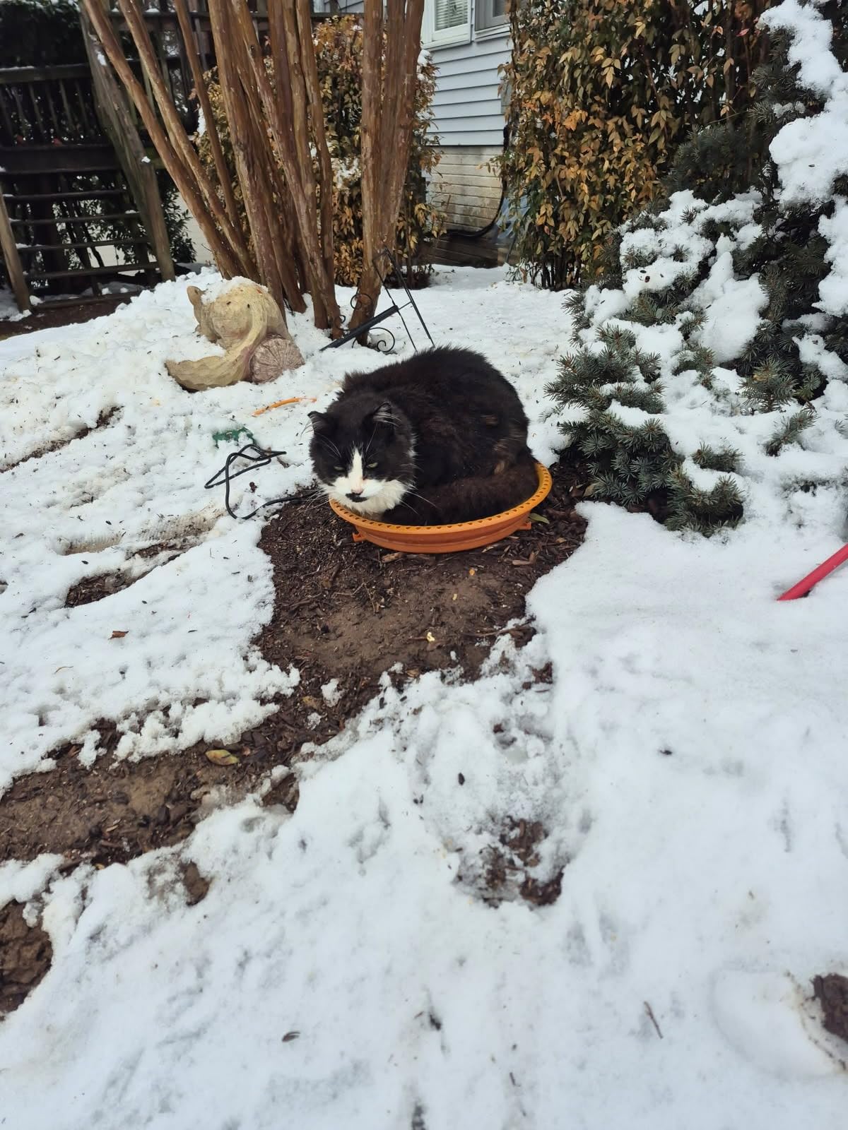 Daoeny 100W Heated Bird Baths for Outdoors, Winter Heated Birdbath, Blue customer photo 1