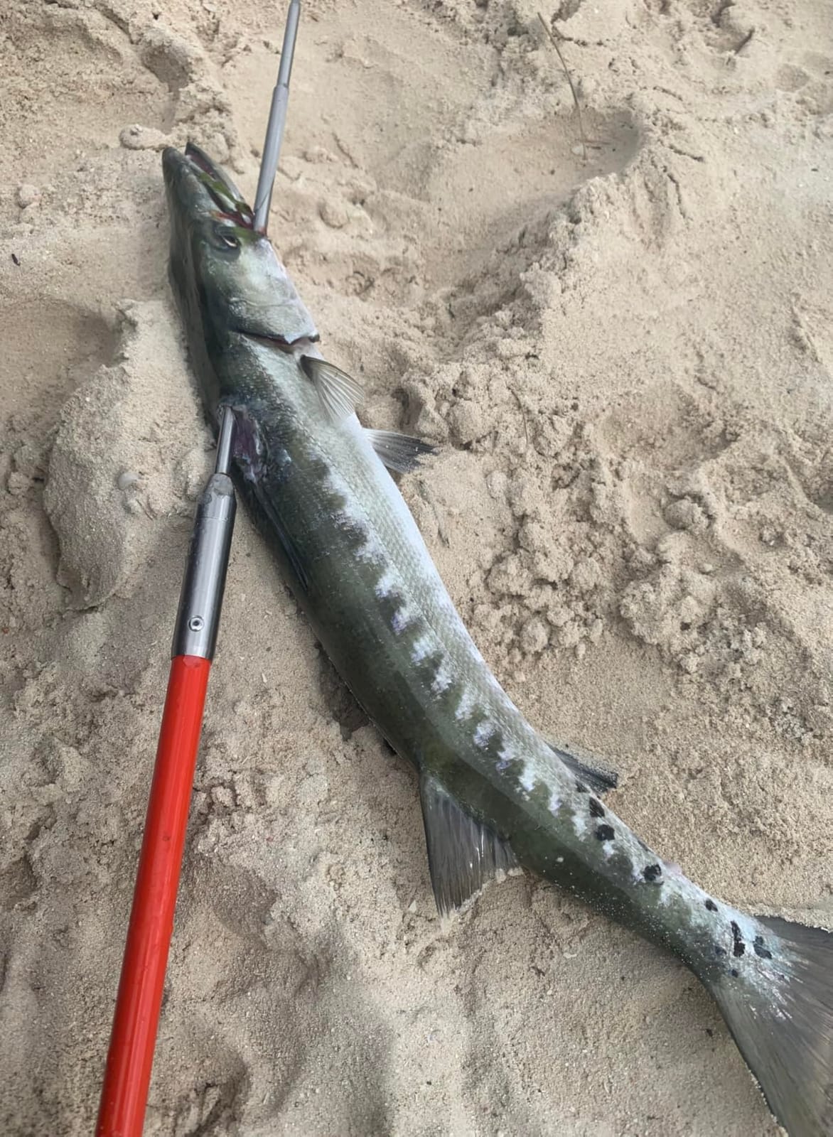 Spearfishing Pole Hawaiian Sling Fishing Spear Set Fiberglass Pole Spear Harpoon Spearfishing Gear customer photo 2