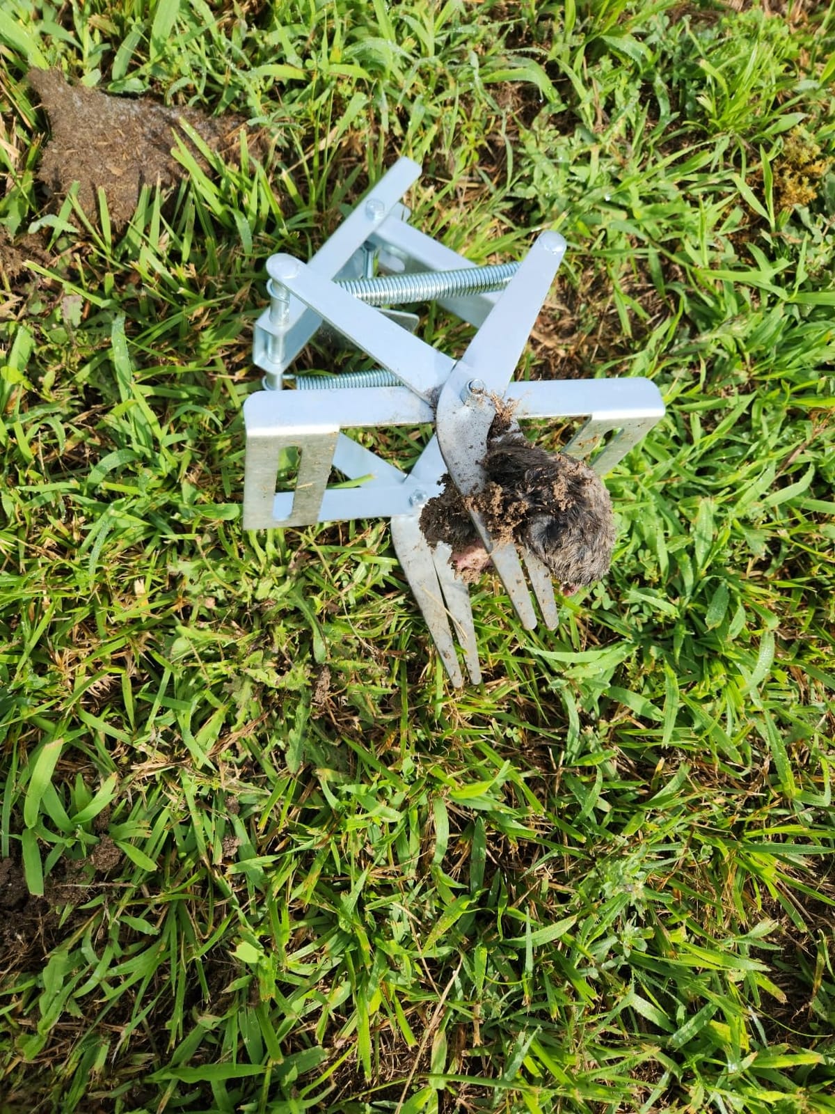 YARDDOG Mole Traps that Kill Best - Mole Scissor Trap Steel (2 Pack) customer photo 1