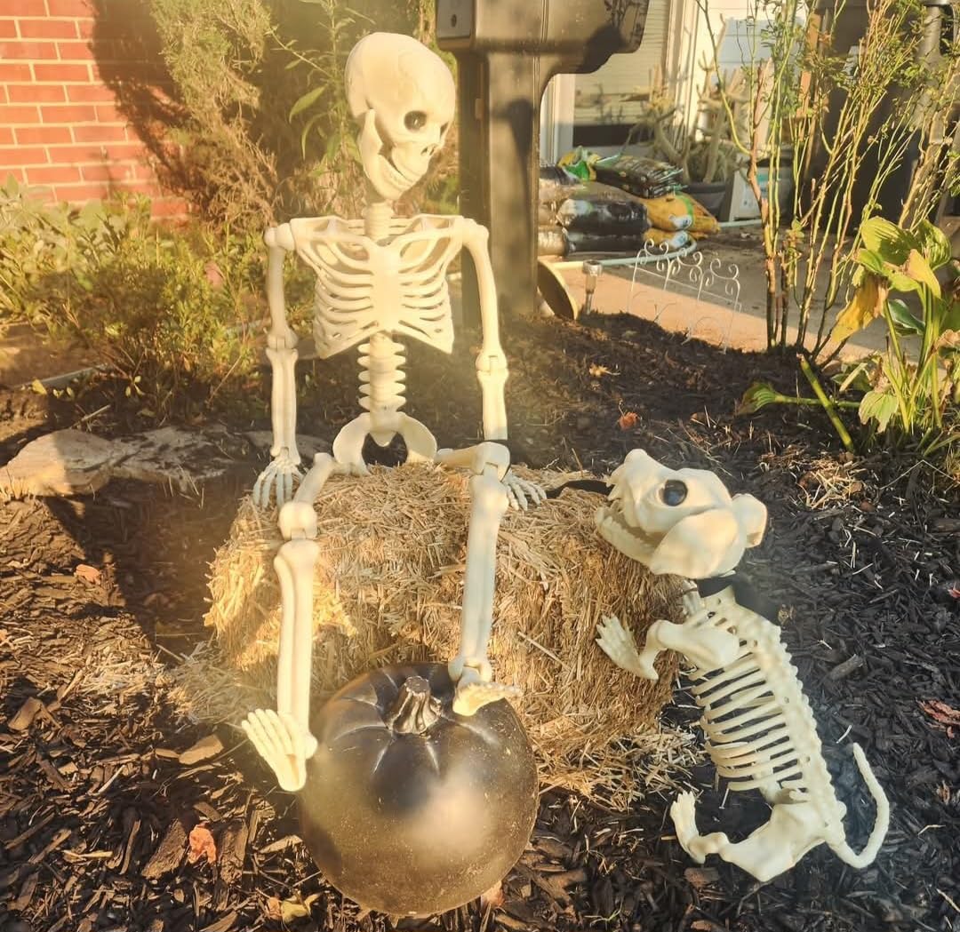 Lighted Human & Dog Skeleton Halloween Decorations Outdoor/Indoor - 36 Inch Realistic Full Body Movable Posable Skeleton Spooky Halloween Decor for Garden Yard Porch Party Haunted Graveyard customer photo 2
