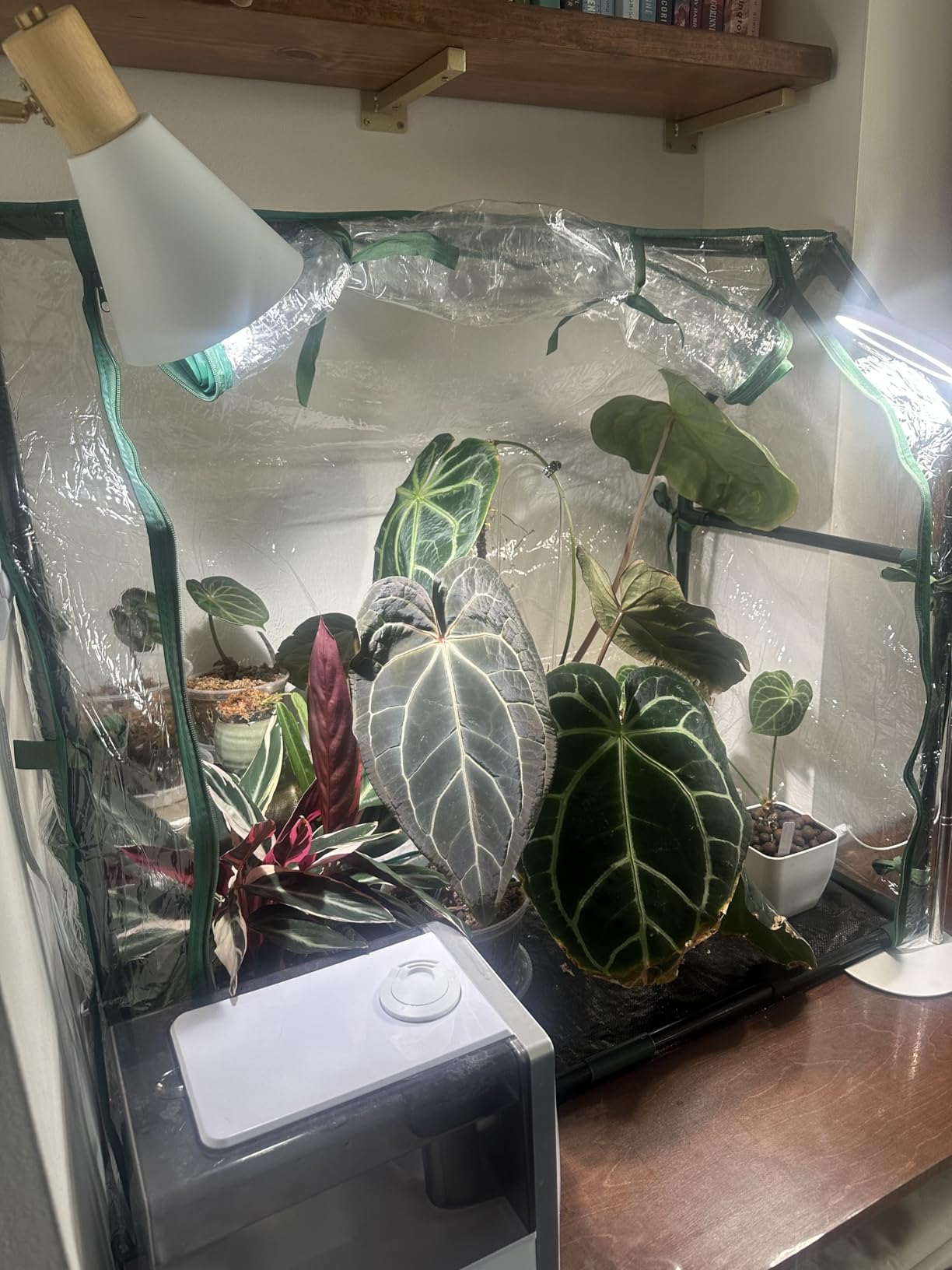 Gardzen Mini Greenhouse with Waterproof Bottom 36.2