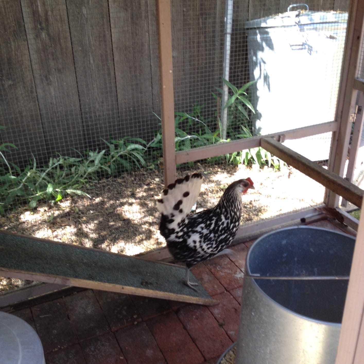 Little Giant® Double Wall Metal Poultry Fount | Poultry Waterer | Heavy Duty Galvanized Steel Waterer | Made in USA (Silver, 3 Gallon) customer photo 2