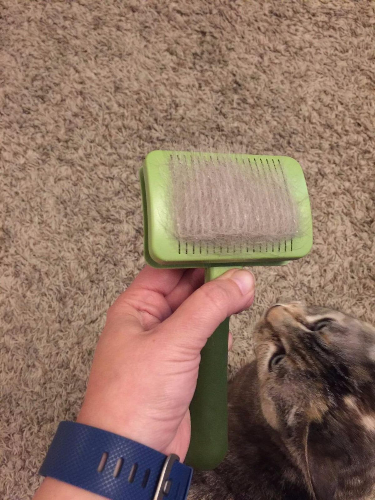 Coastal Pet Safari Cat Self Cleaning Slicker Brush, Cat Grooming Supplies customer photo 2