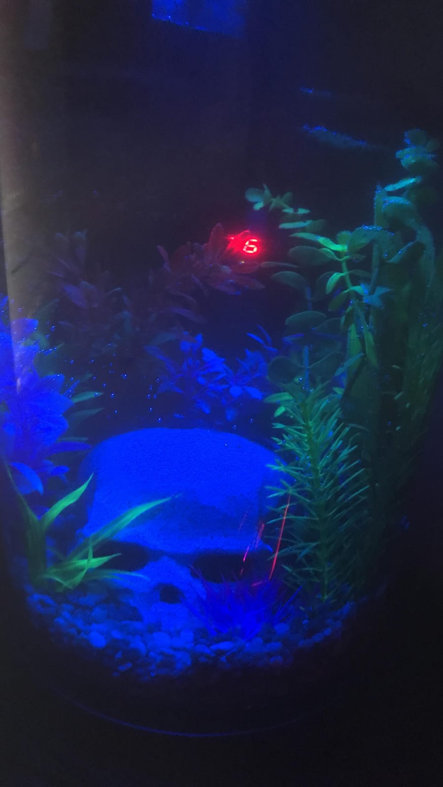 Koller Products AquaView 3-Gallon 360 Aquarium with LED Lighting (7 Color Choices) and Power Filter, 10.25 x 10.25 x 14.5 customer photo 1