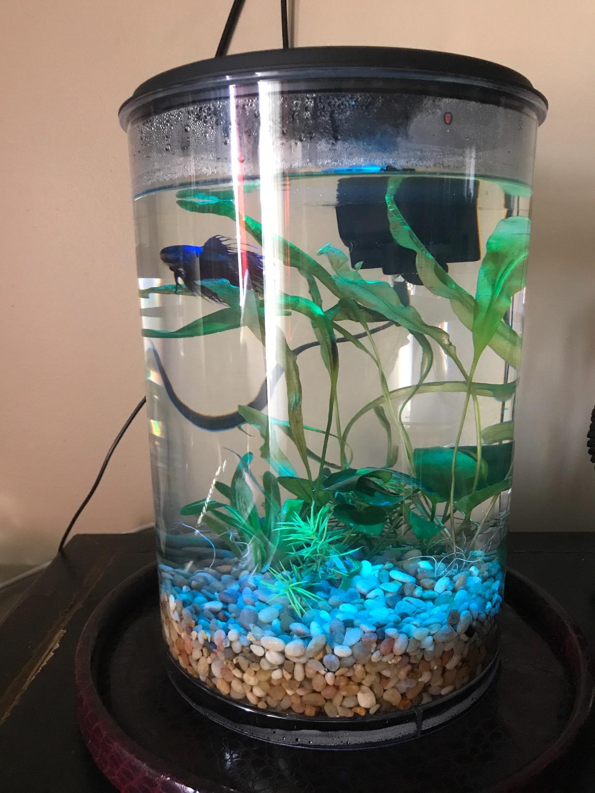 Koller Products AquaView 3-Gallon 360 Aquarium with LED Lighting (7 Color Choices) and Power Filter, 10.25 x 10.25 x 14.5 customer photo 2