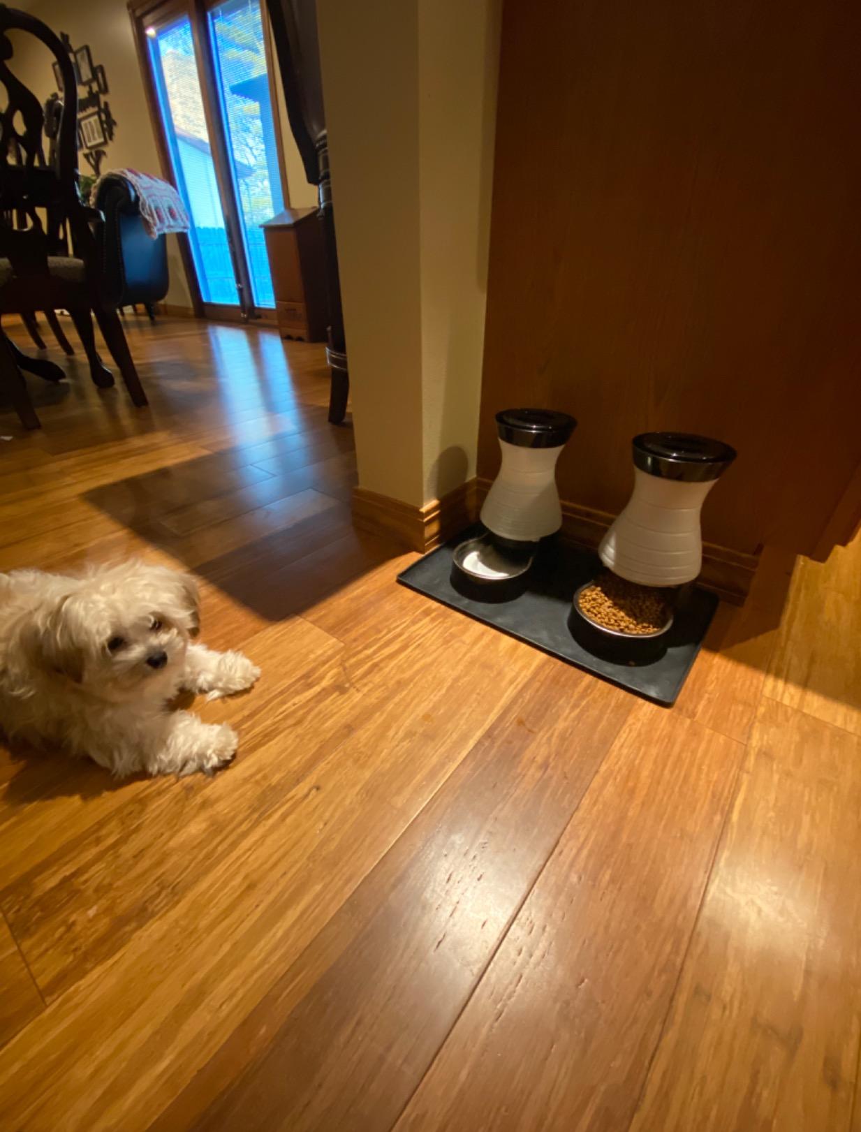 PetSafe Healthy Pet Food Station, 2 lb Gravity Feeder, Cats & Dogs, Small customer photo 1