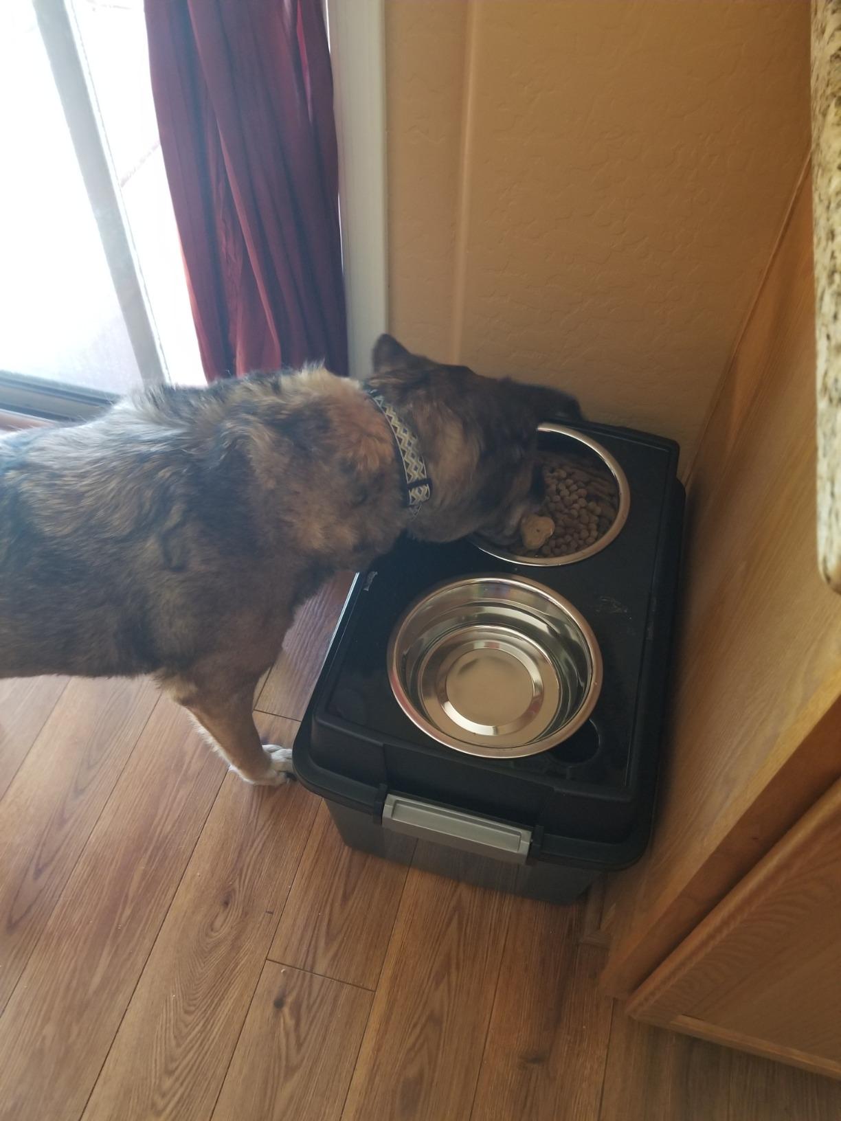 IRIS USA Elevated Dog Bowls 15