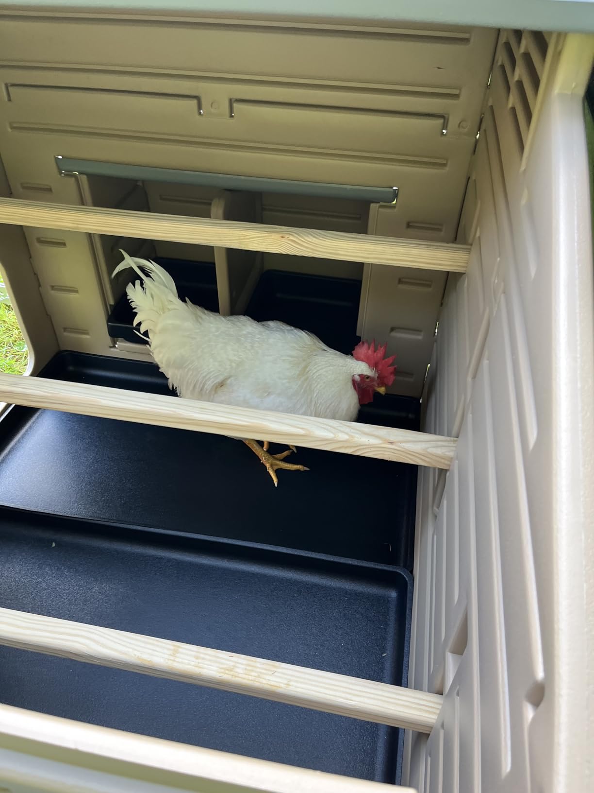 Hatching Time Formex Snap Lock 4-6 Large Chicken Coop, Backyard Hen House customer photo 2
