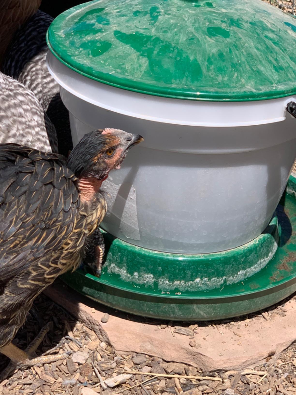 Harris Farms Poultry Drinker|Made of BPA-free Plastic|3.5 Gallon customer photo 1