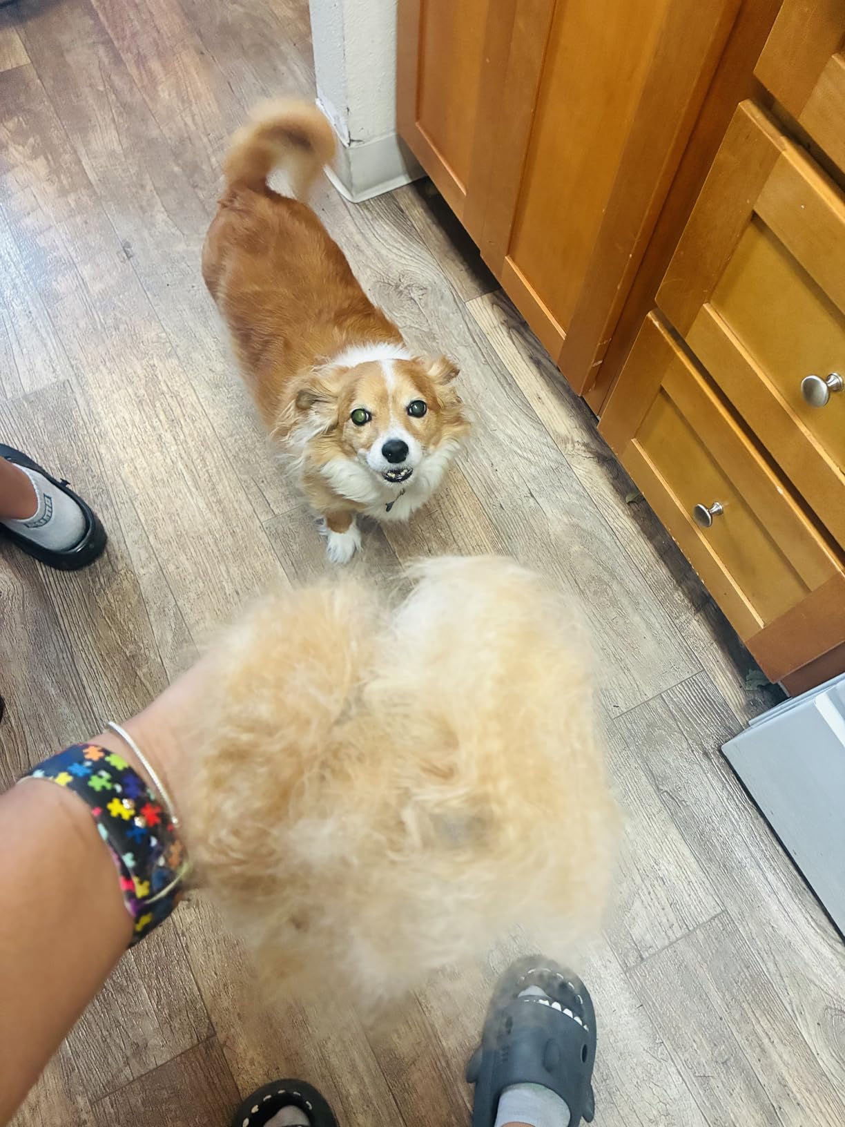 Hertzko Self Cleaning Slicker Brush for Dogs and Cats - Pet Hair Brush for Shedding Long and Short Hair - Easy Clean Retractable Bristles - Cat and Dog Grooming Tool - Purple customer photo 2