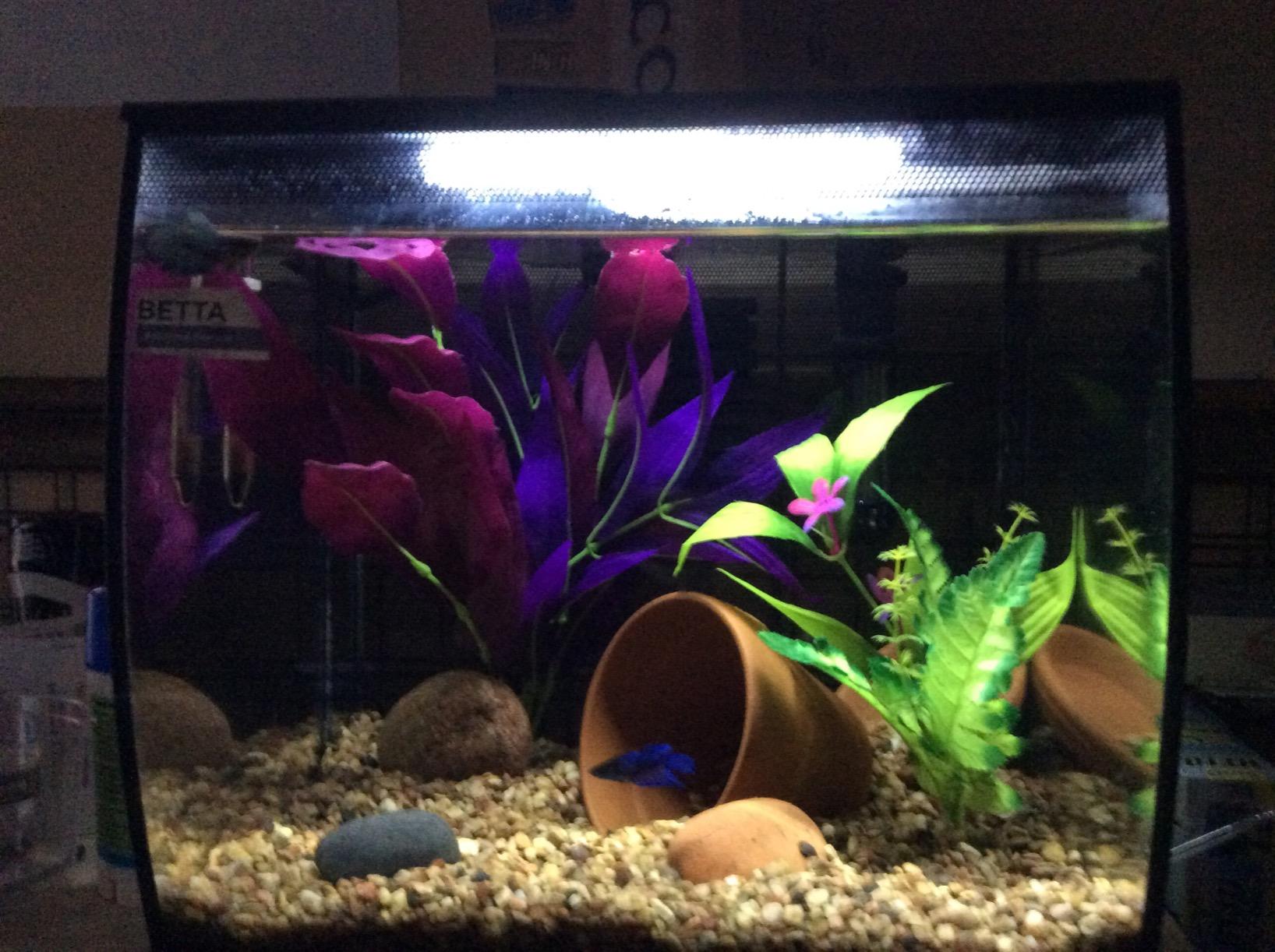 Fluval Flex 57 - 15 Gallon Nano Glass Aquarium Kit customer photo 2