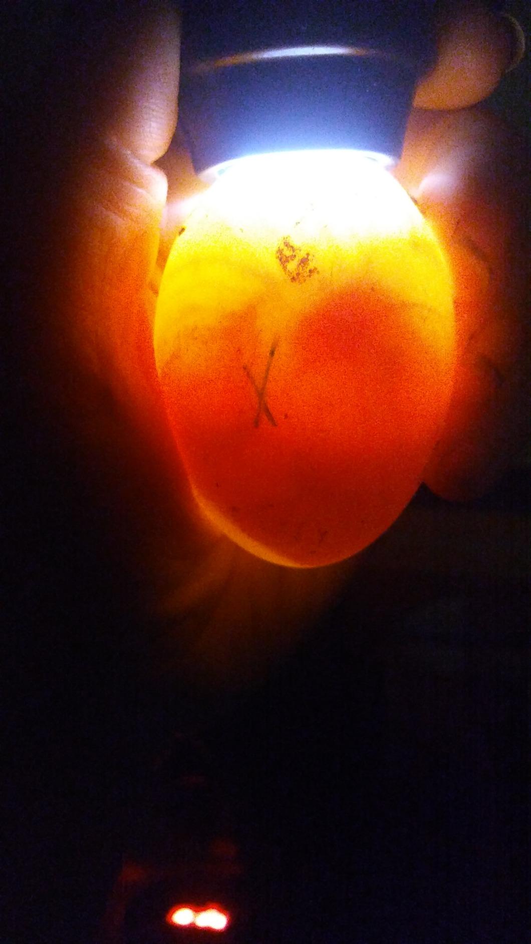 HBlife Wired LED Egg Candler, Bright Cool Light Egg Candler Tester for Monitoring Egg Development with 2 Soft Rubber customer photo 2