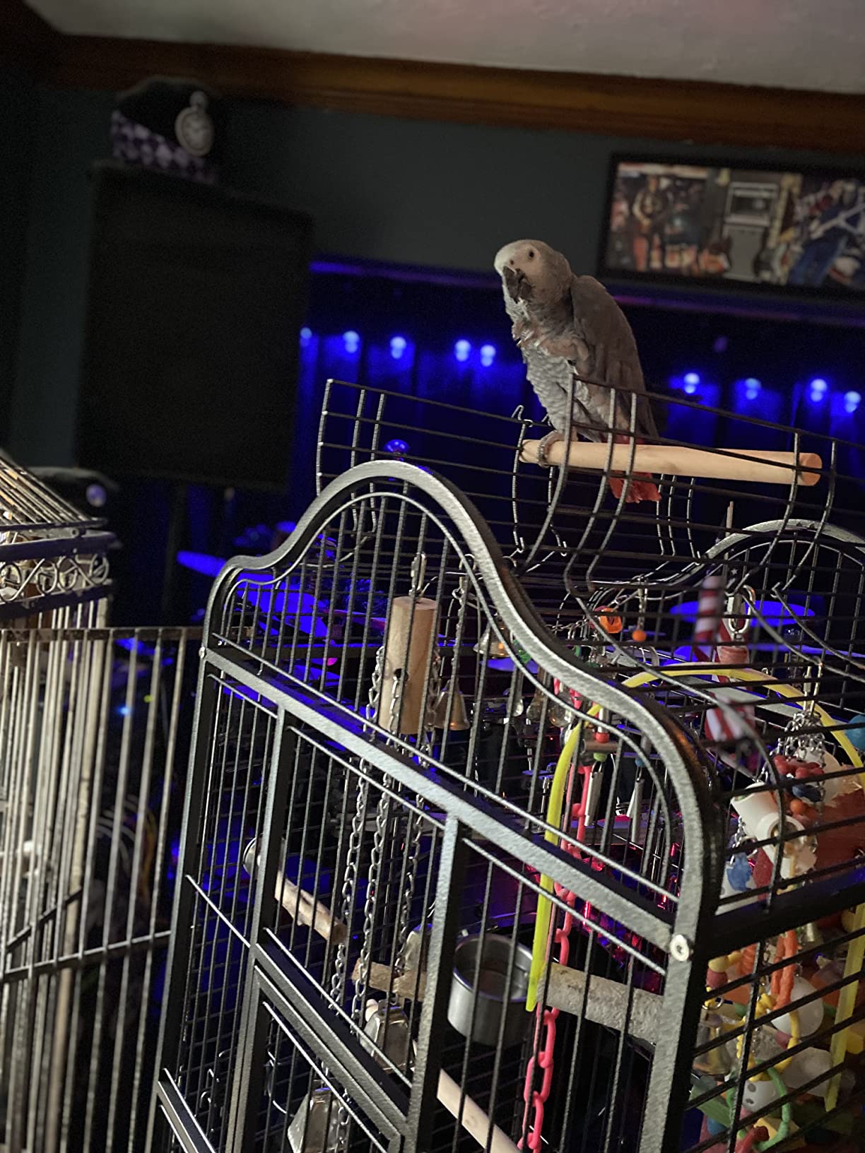 Topeakmart Extra Large Parrot Bird Cage for Macaw Cockatoo Cockatiels African Grey with Open Play Top customer photo 1