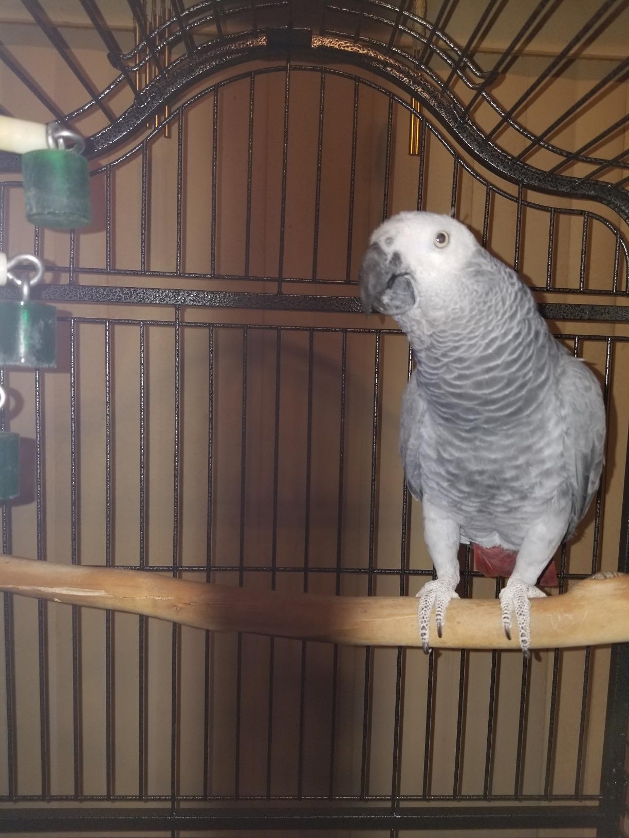 Topeakmart Extra Large Parrot Bird Cage for Macaw Cockatoo Cockatiels African Grey with Open Play Top customer photo 2