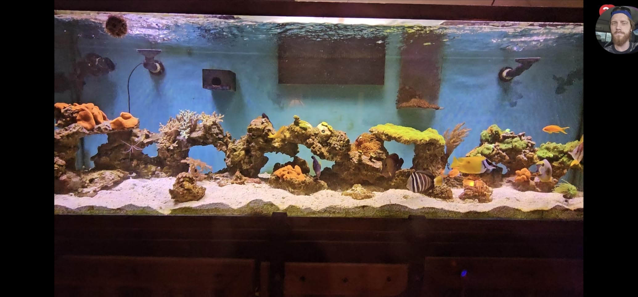 VIPARSPECTRA 165W LED Aquarium Light Dimmable Full Spectrum LED Reef Lights customer photo 1