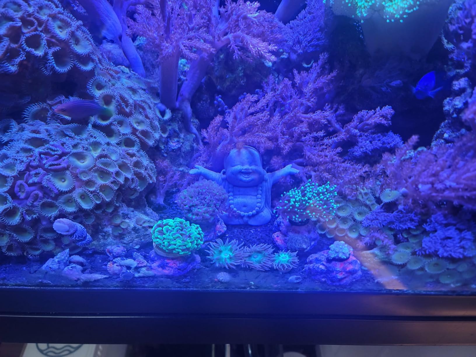 VIPARSPECTRA 165W LED Aquarium Light Dimmable Full Spectrum LED Reef Lights customer photo 2