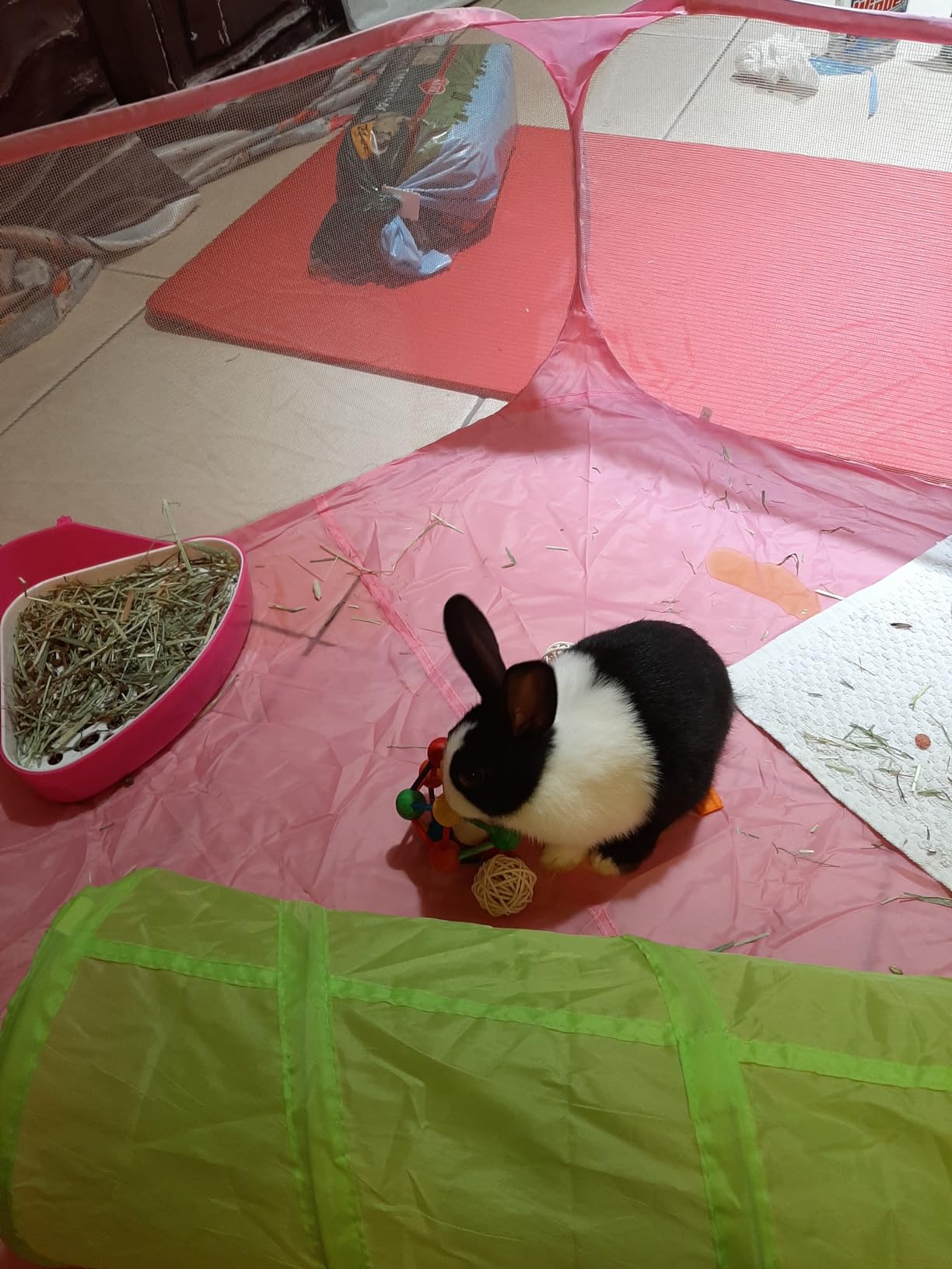 Rypet Guinea Pig Playpen Pop-Up, Outdoor Yard Fence for Small Pets,Pink customer photo 2