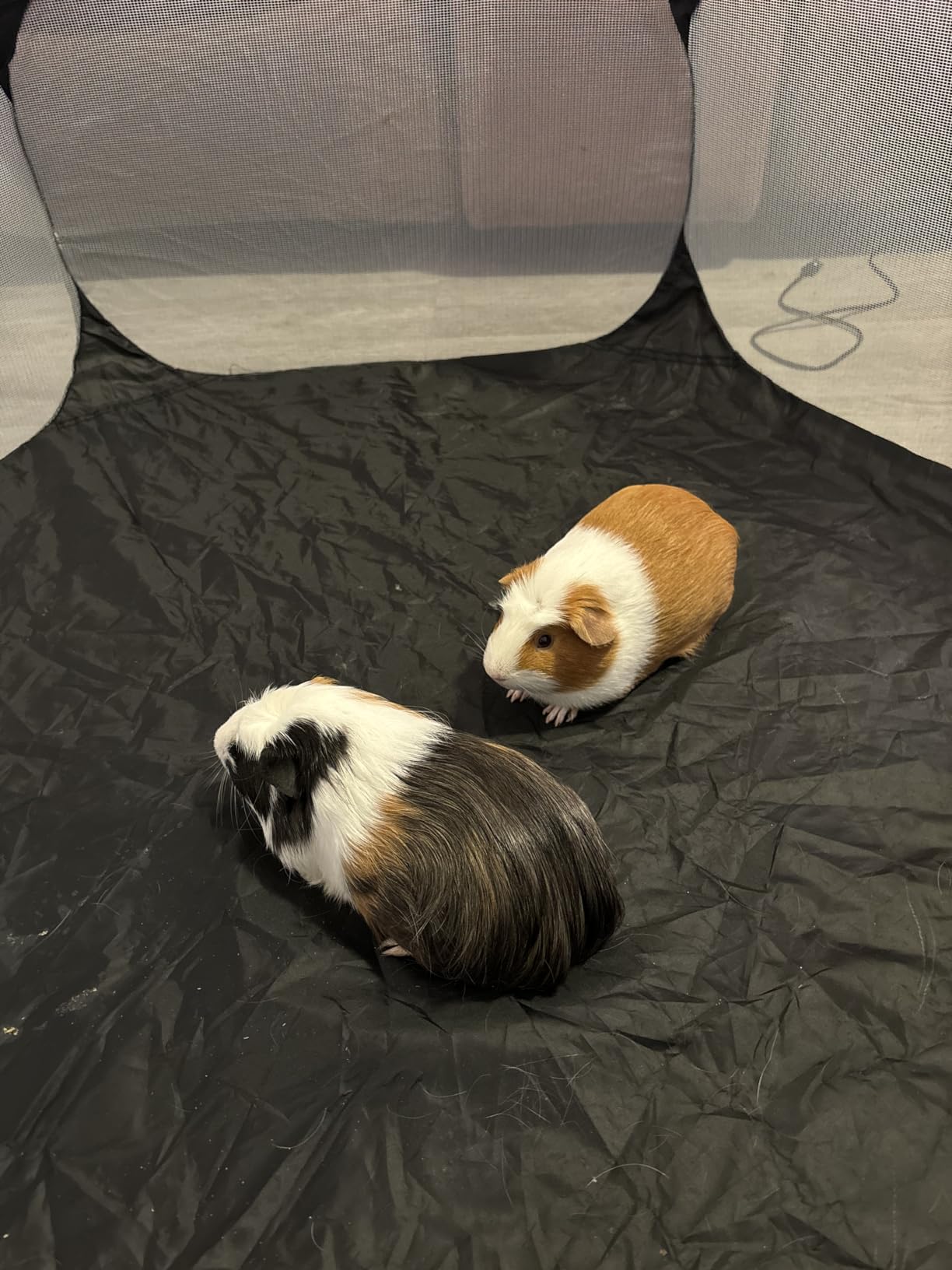 Guinea Pig Cage Rabbit Cage Indoor with Mat Playpen Perfect Size for Small Animal Pet Play Pen Easy to Clean Exercise Yard Fence Portable Tent for Hamsters, Chinchillas, Hedgehog, Puppy, Cats customer photo 1