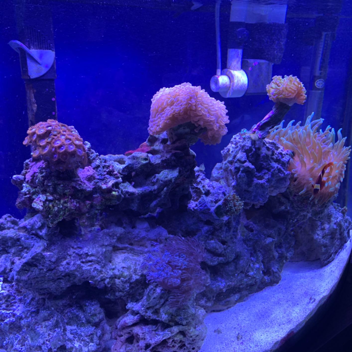 NICREW 32W Saltwater Aquarium Light, Marine LED Reef Light for Corals, Programmable Timer Controller, 30 to 36-Inch customer photo 2