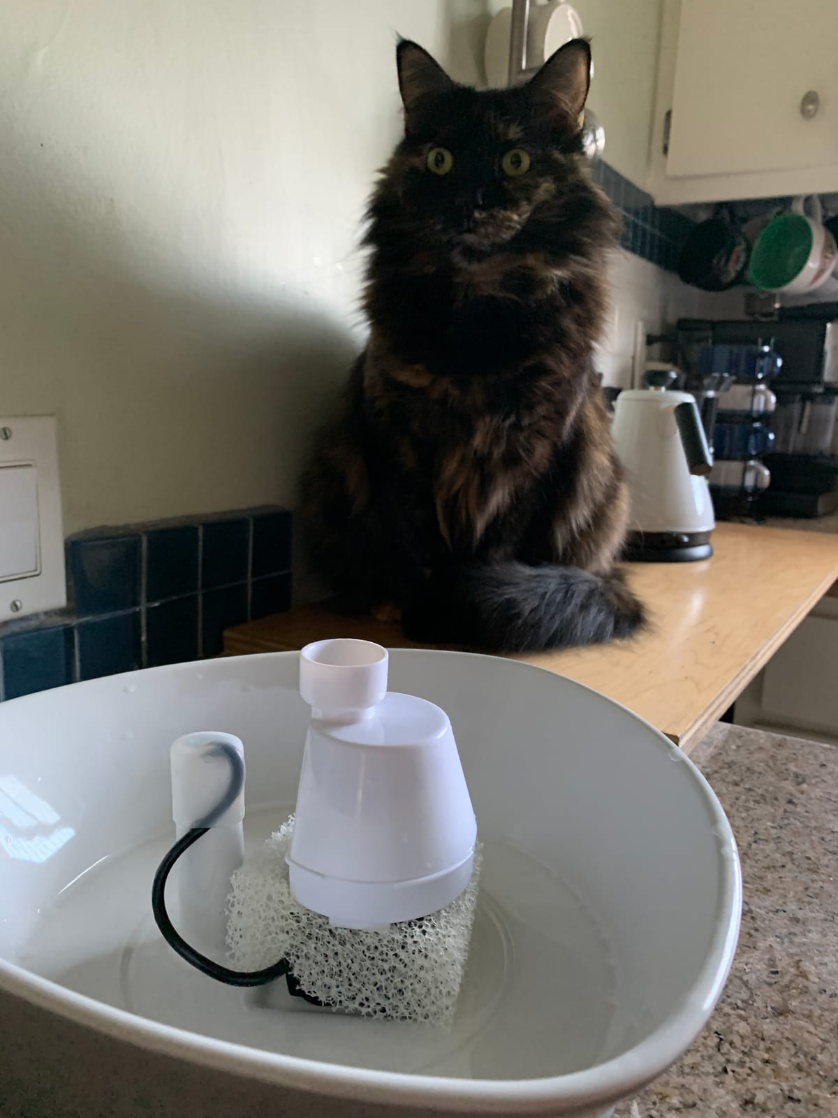 PetSafe Ceramic Pet Fountain – for Cats and Small Dogs – 60 Oz Water Capacity – Whisper-Quiet Water Flow – Great for Shy or Timid Pets – Fresh, Filtered Water customer photo 2