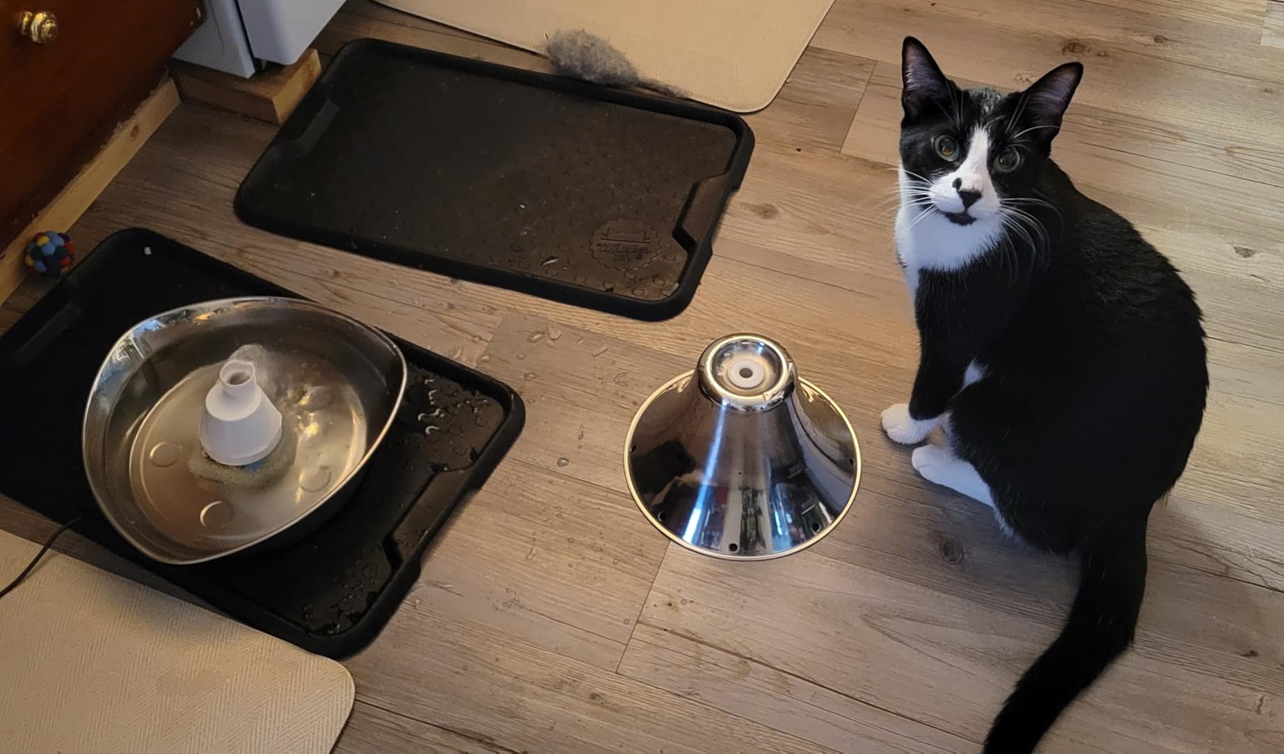 PetSafe Seaside Stainless Cat & Dog Fountain, 60 oz, 2 Filters & Pump customer photo 1
