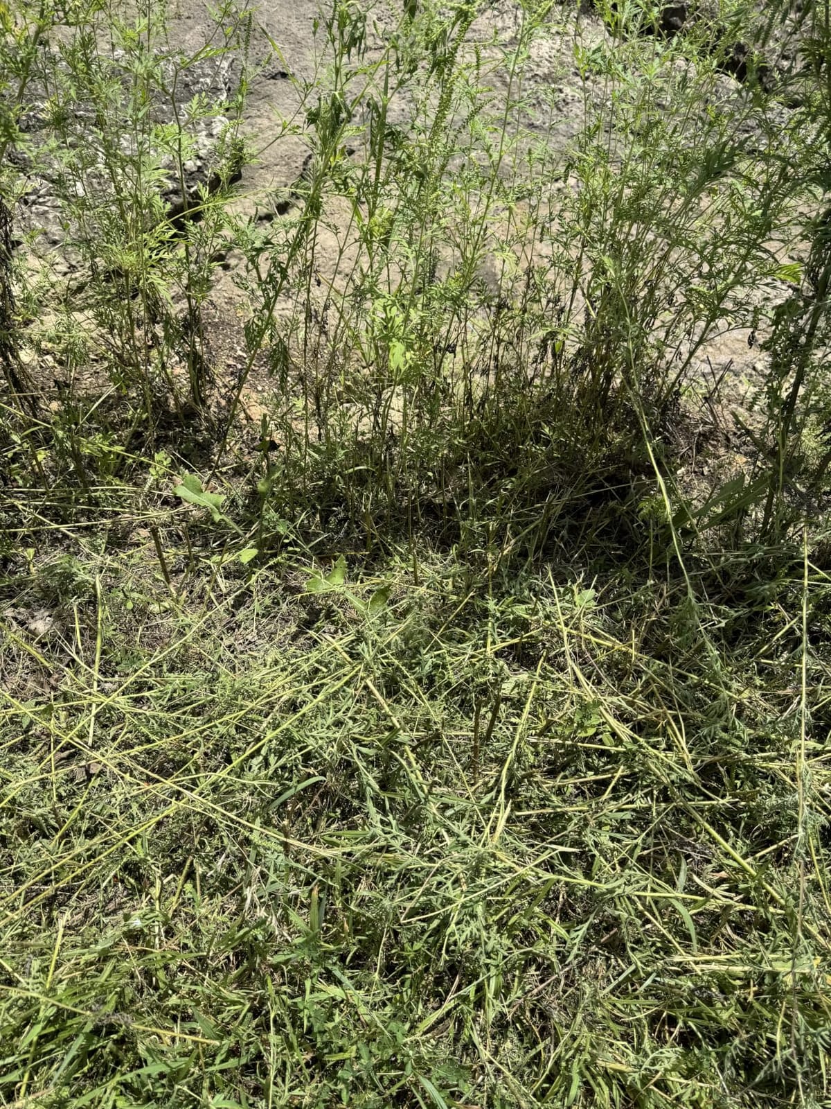 095 Trimmer Line, 095 Weed Eater String, 0.095