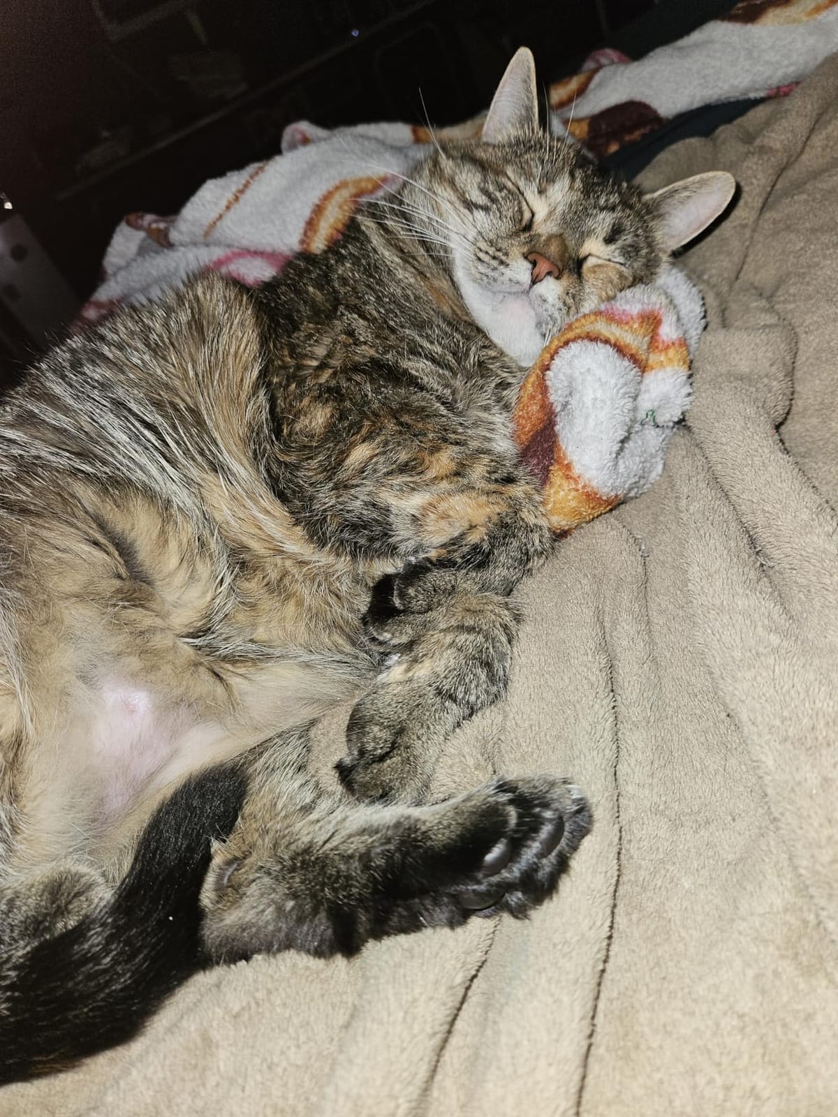 Cat Brush for Shedding, Self Cleaning Brush for Long & Short Hair Cats customer photo 1
