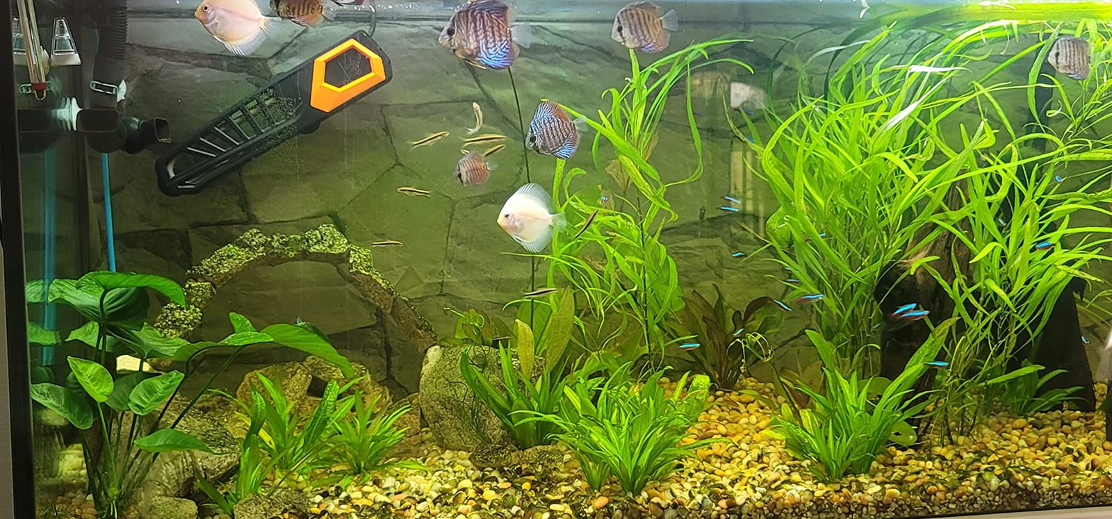 HITOP 600W Titanium Aquarium Heater - Digital Fish Heater with LED Temp Display and External Controller, for Large Fish Tank 75~180Gallon customer photo 2