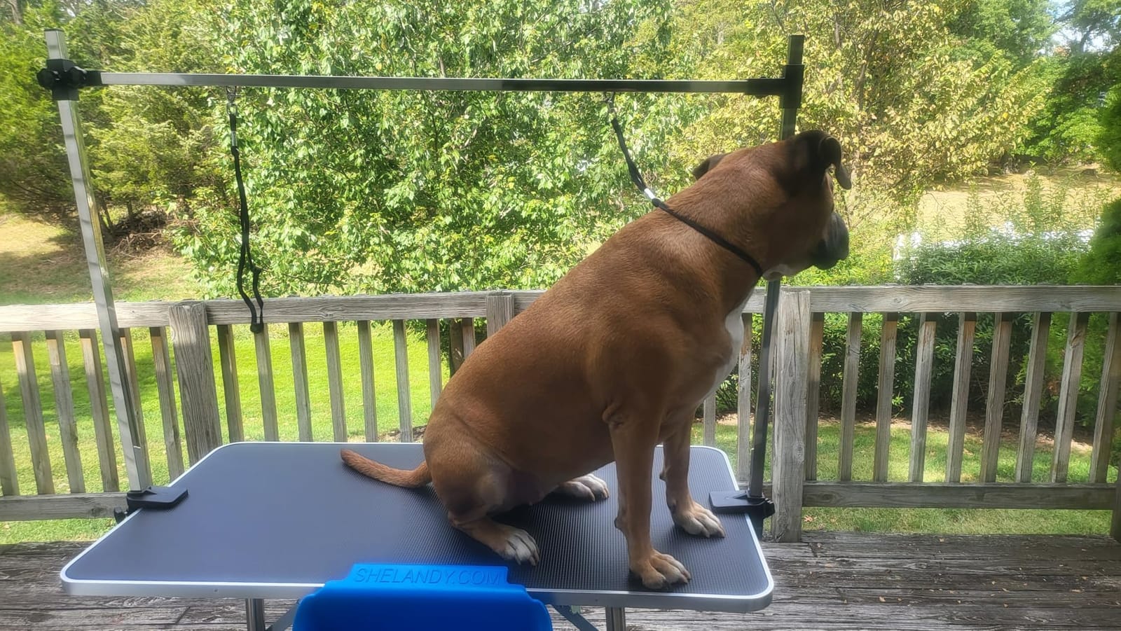 Lyromix 36'' Foldable Dog Grooming Table with Arms/Nooses/Mesh Tray, Black customer photo 2