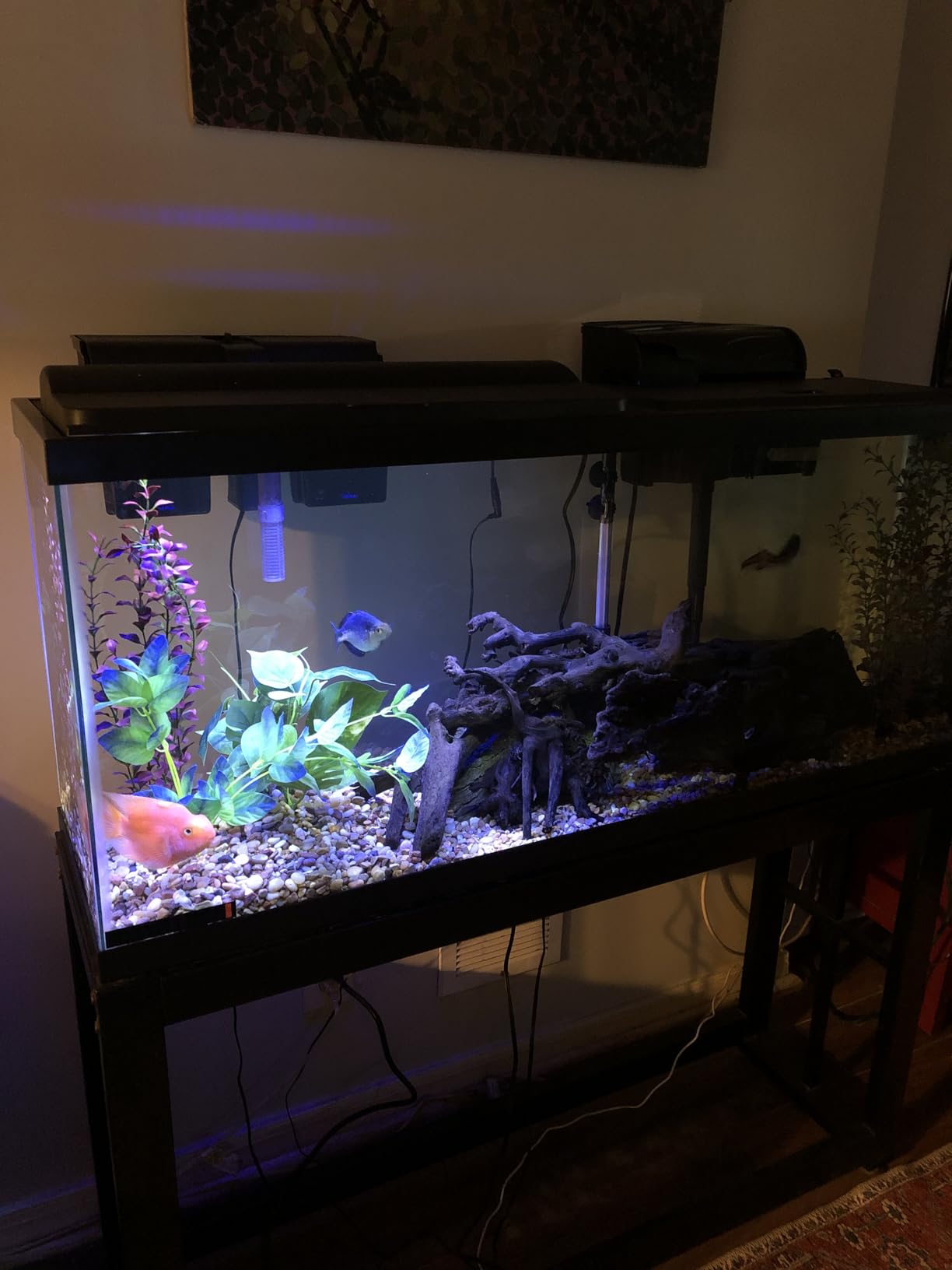 Tetra LED 10 Gallon Complete Fish Tank Kit customer photo 2