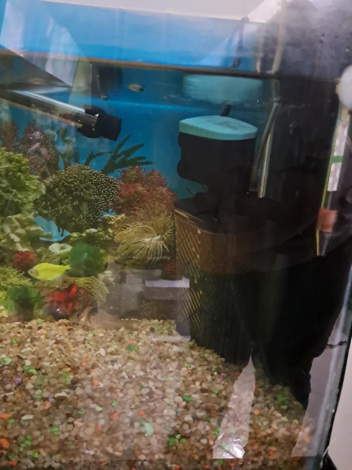 AquaMiracle Aquarium Filter 3-Stage in-Tank Filter Internal Fish Tank Filter Turtle Filter for 40-70 Gallon Fish Tanks with Dual Water Outlet & Aeration customer photo 2