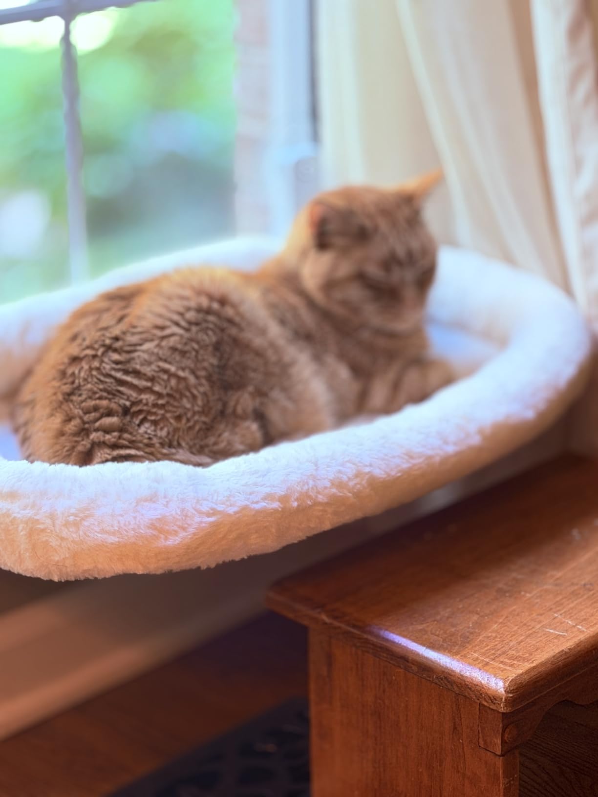 AMOSIJOY Cordless Cat Window Perch with Cushion Bed Metal Frame, L White customer photo 1