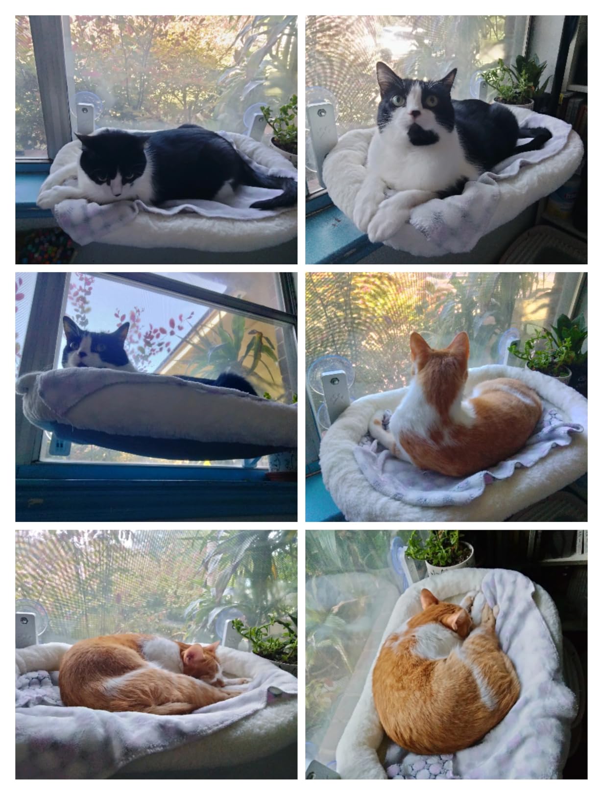 AMOSIJOY Cordless Cat Window Perch with Cushion Bed Metal Frame, L White customer photo 2