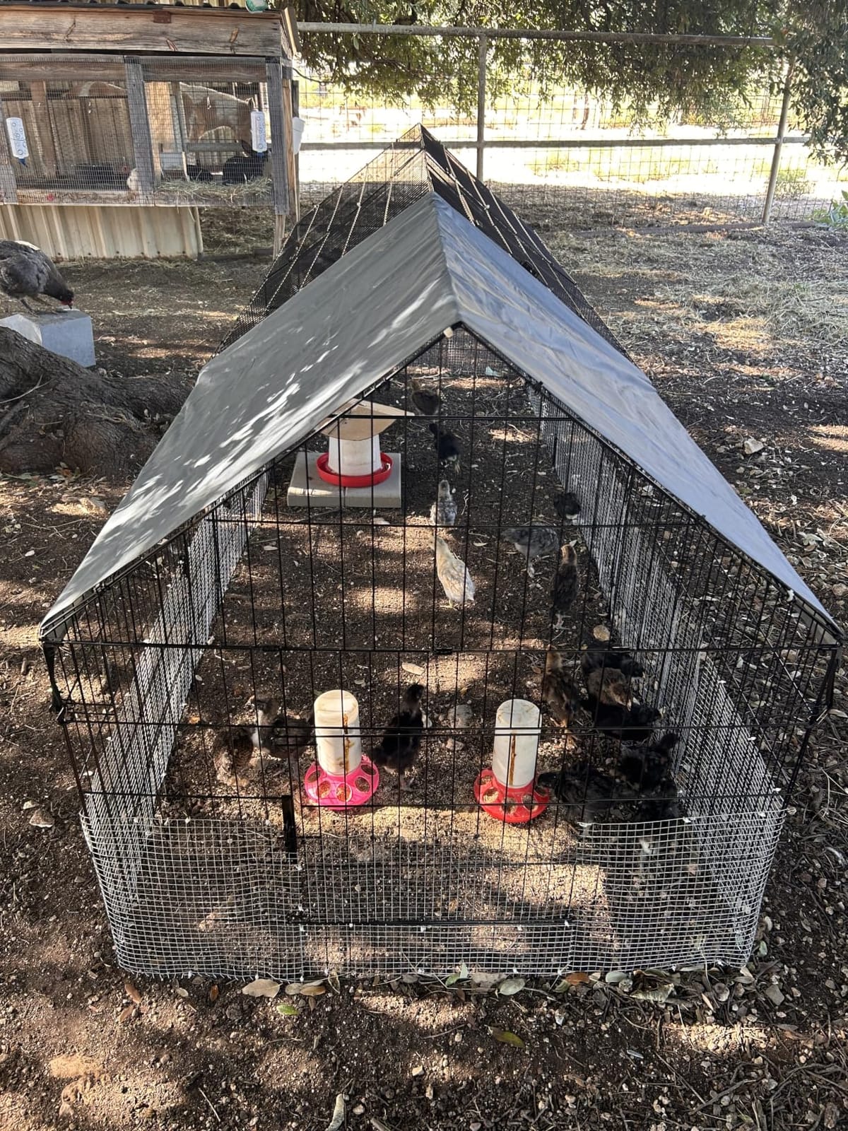 Chicken Coop, 86